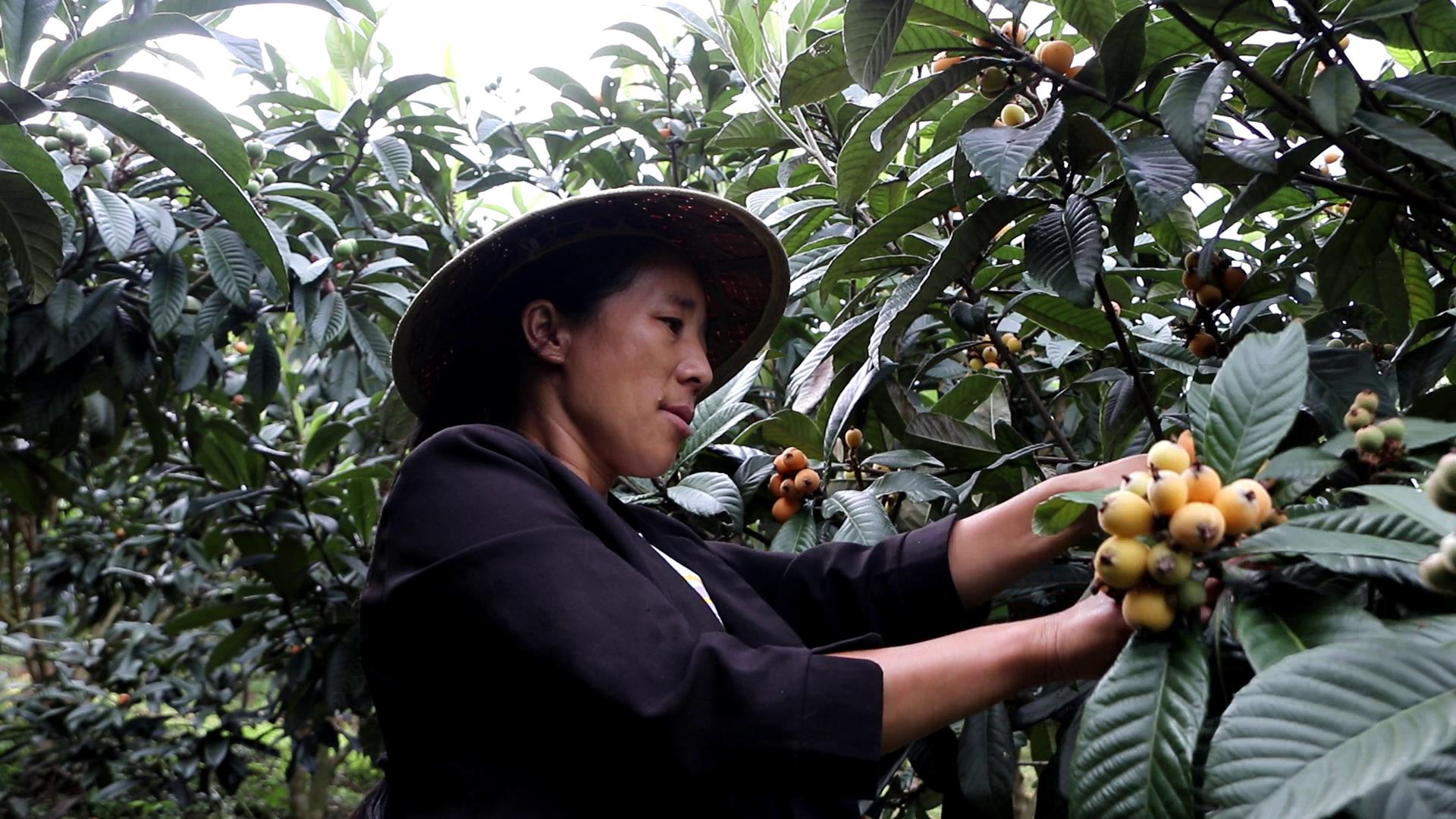 保山施甸姚关：半山枇杷一树金（开屏新闻记者 崔敏 通讯员 朱庆 张天理 摄）