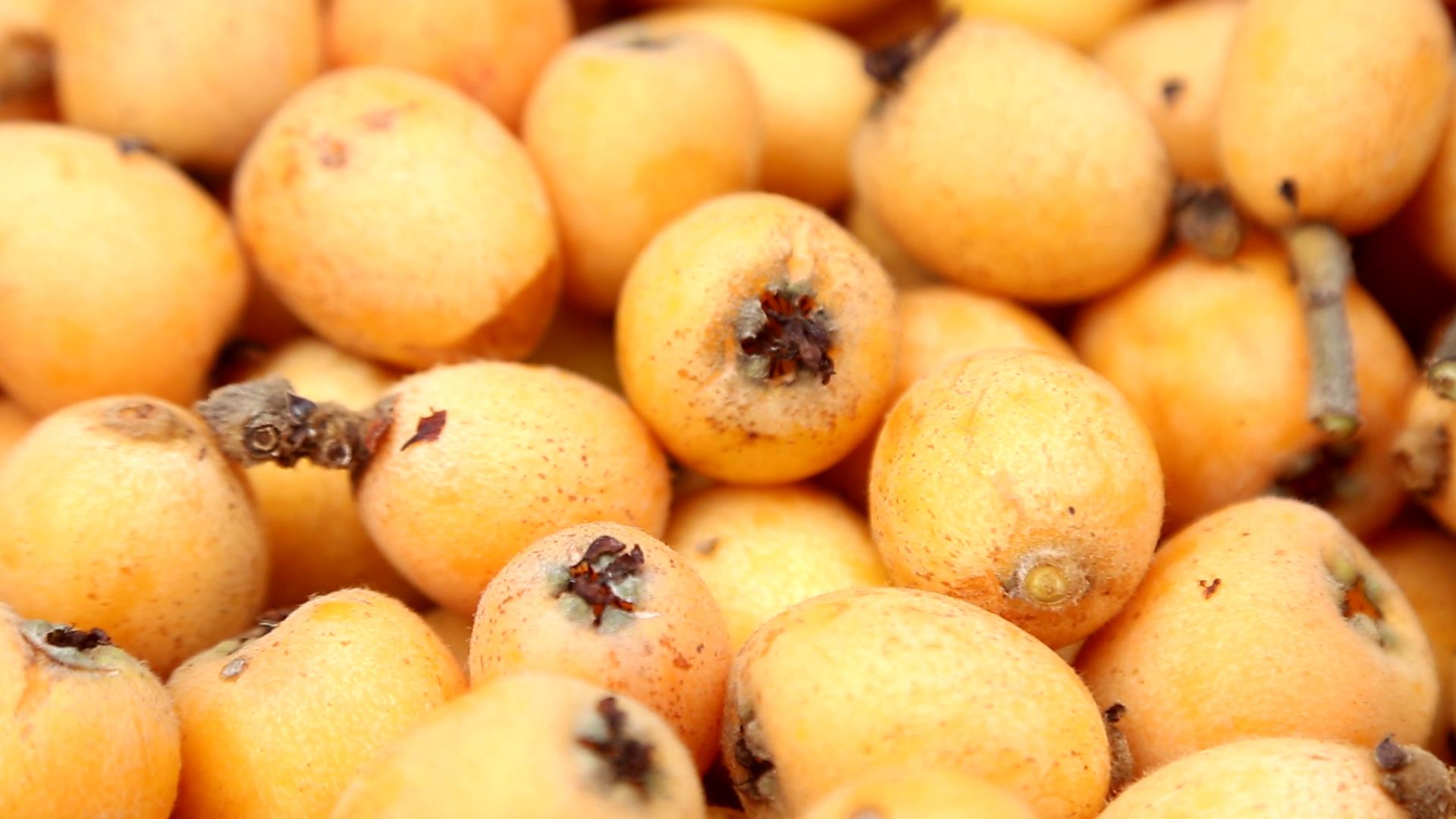 保山施甸姚关：半山枇杷一树金（开屏新闻记者 崔敏 通讯员 朱庆 张天理 摄）