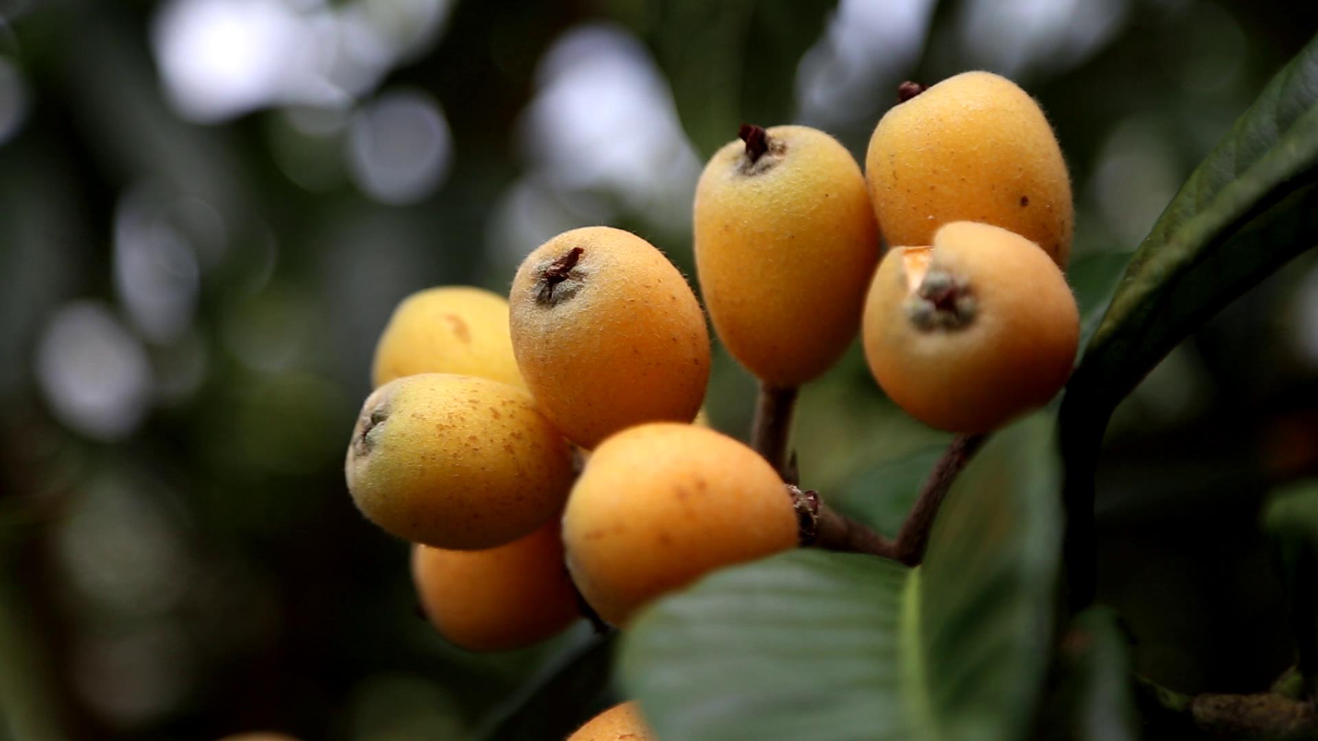 保山施甸姚关：半山枇杷一树金（开屏新闻记者 崔敏 通讯员 朱庆 张天理 摄）