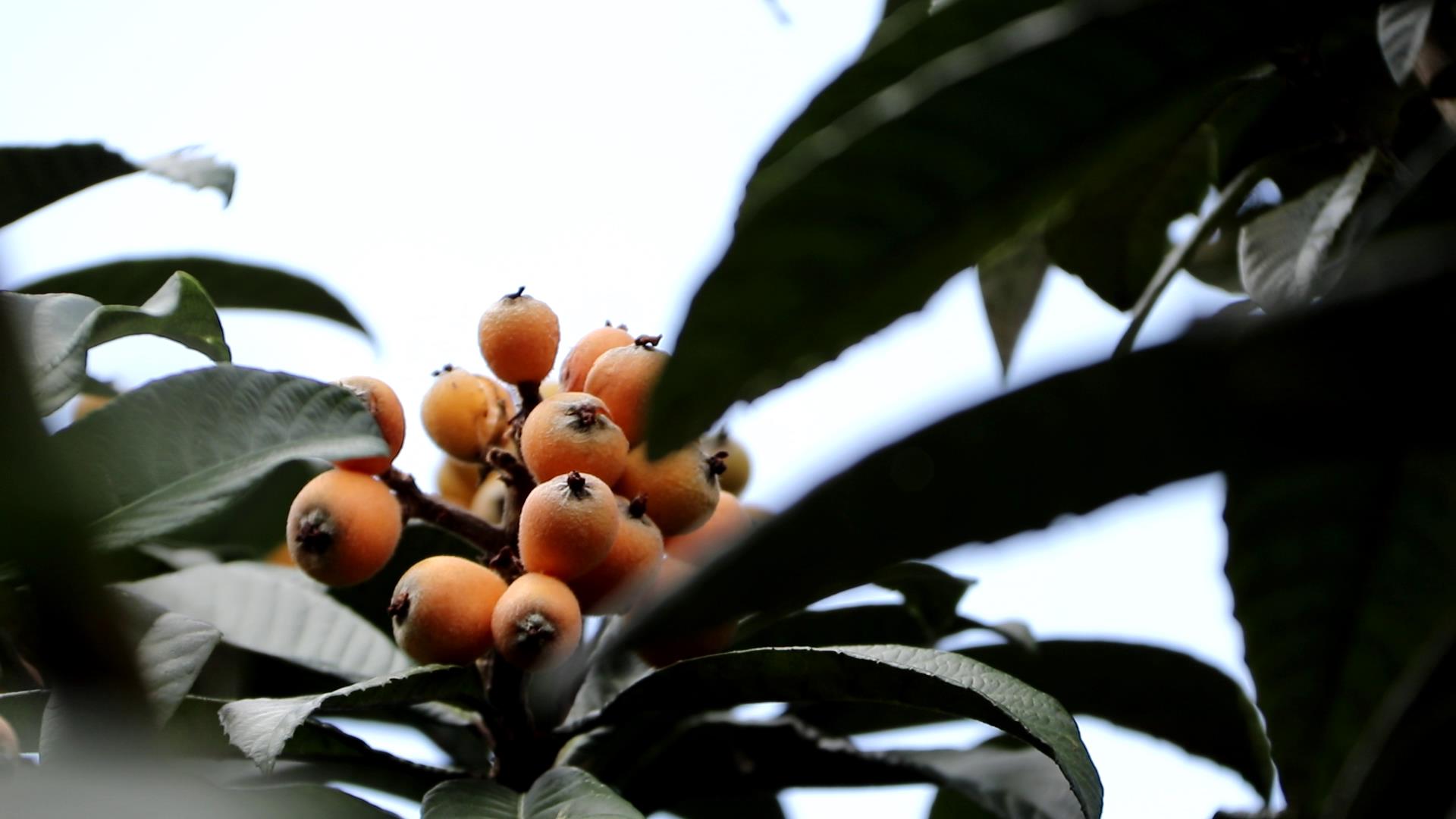 保山施甸姚关：半山枇杷一树金（开屏新闻记者 崔敏 通讯员 朱庆 张天理 摄）