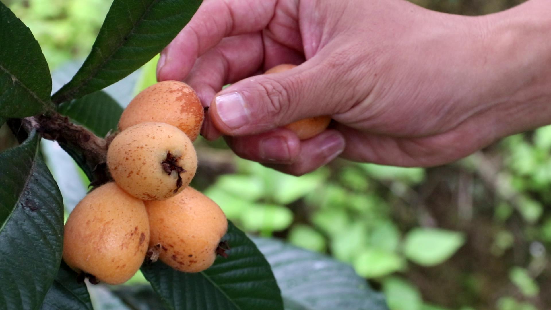 保山施甸姚关：半山枇杷一树金（开屏新闻记者 崔敏 通讯员 朱庆 张天理 摄）