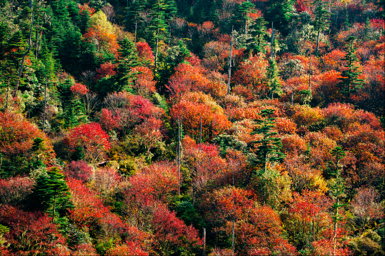 丽江老君山（片由@余武龙 提供）