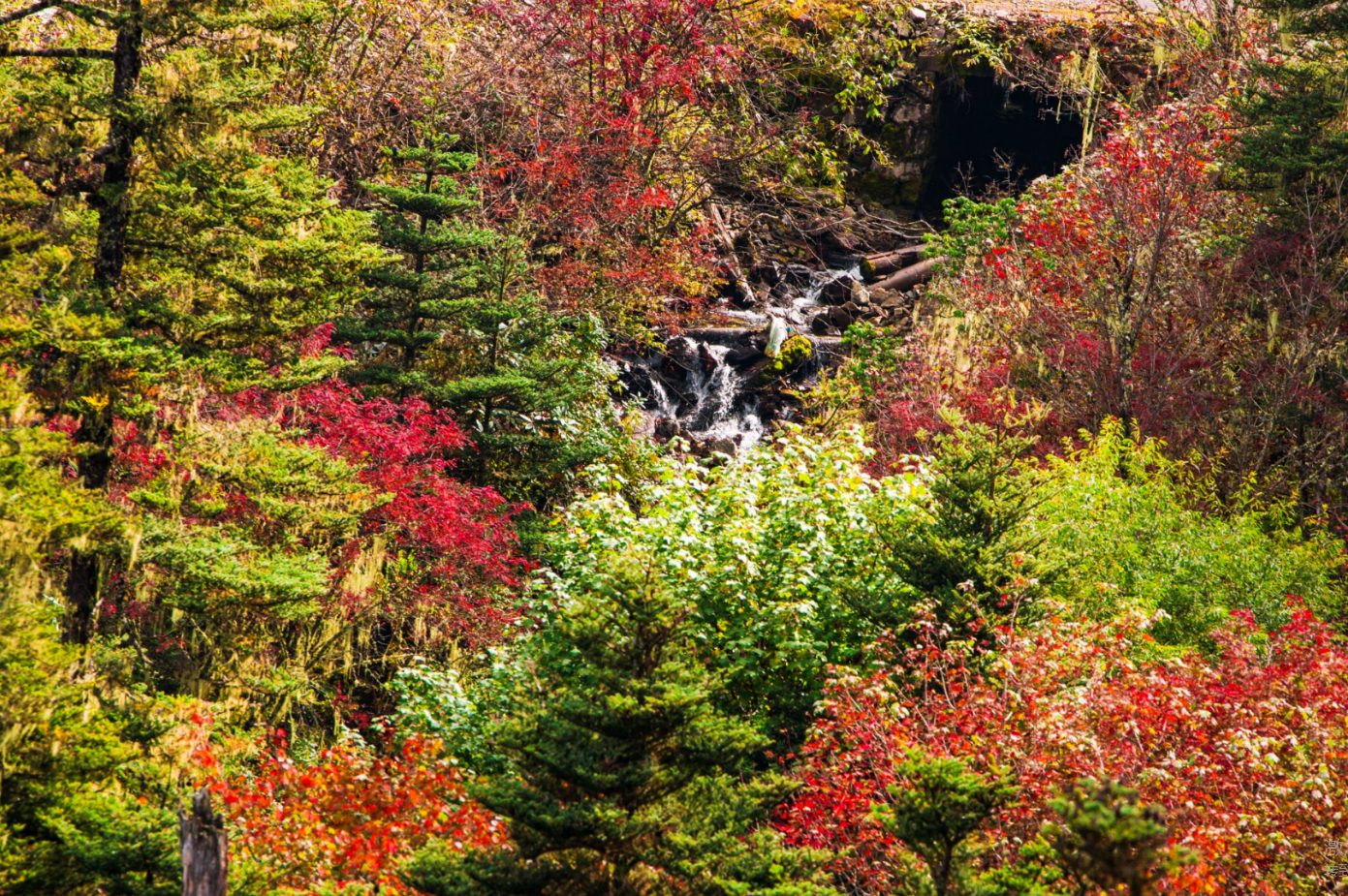 丽江老君山（片由@余武龙 提供）