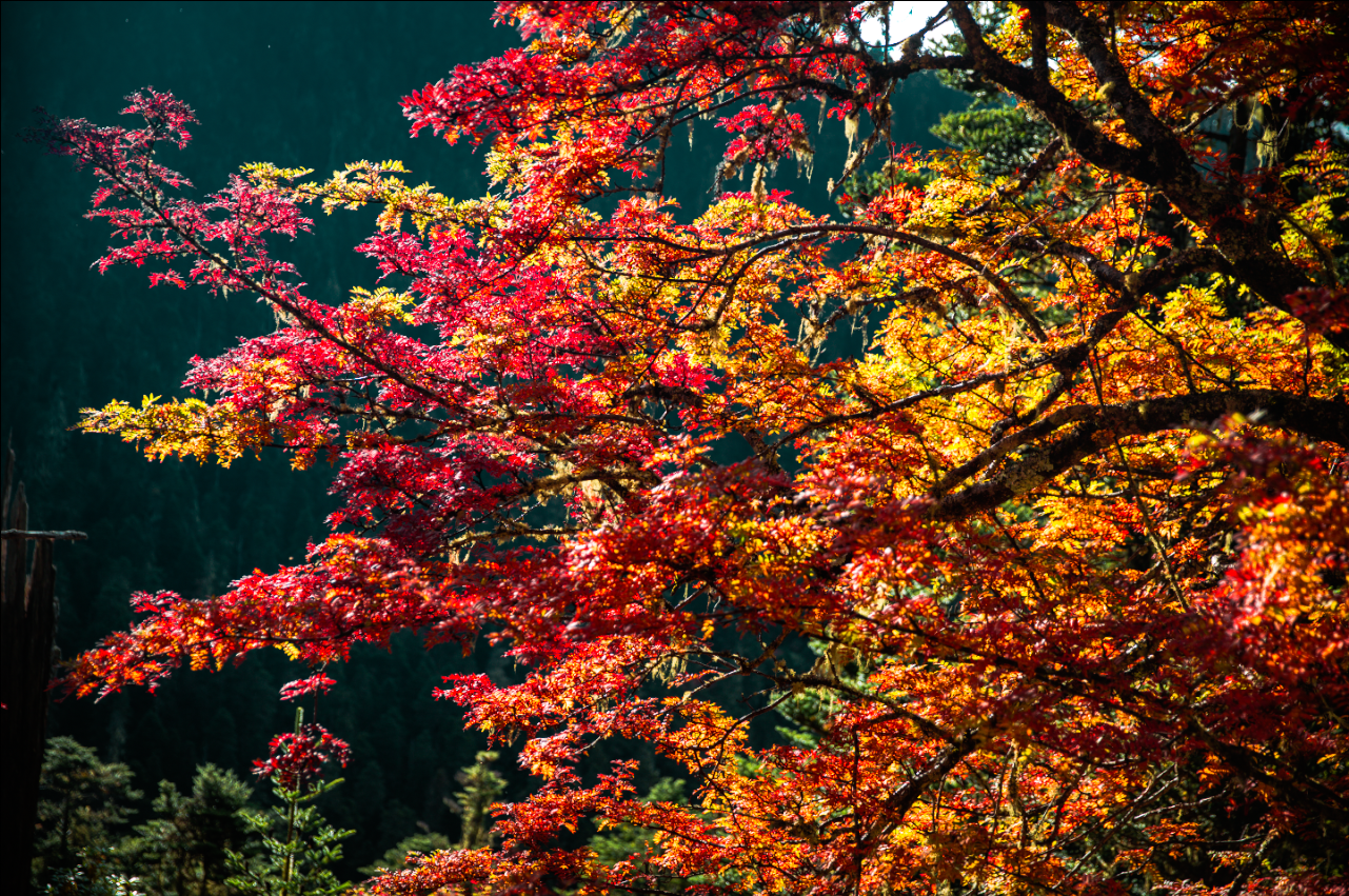丽江老君山（片由@余武龙 提供）