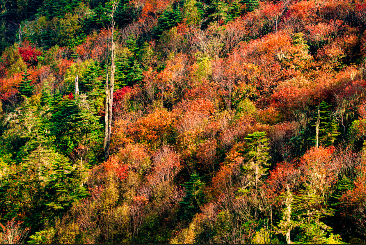 丽江老君山（片由@余武龙 提供）
