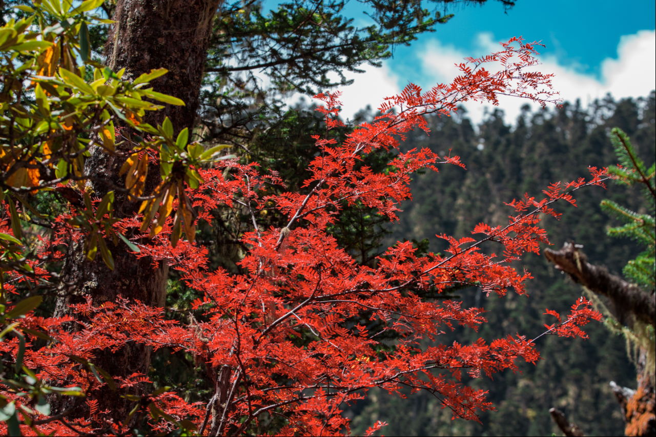 丽江老君山（片由@余武龙 提供）