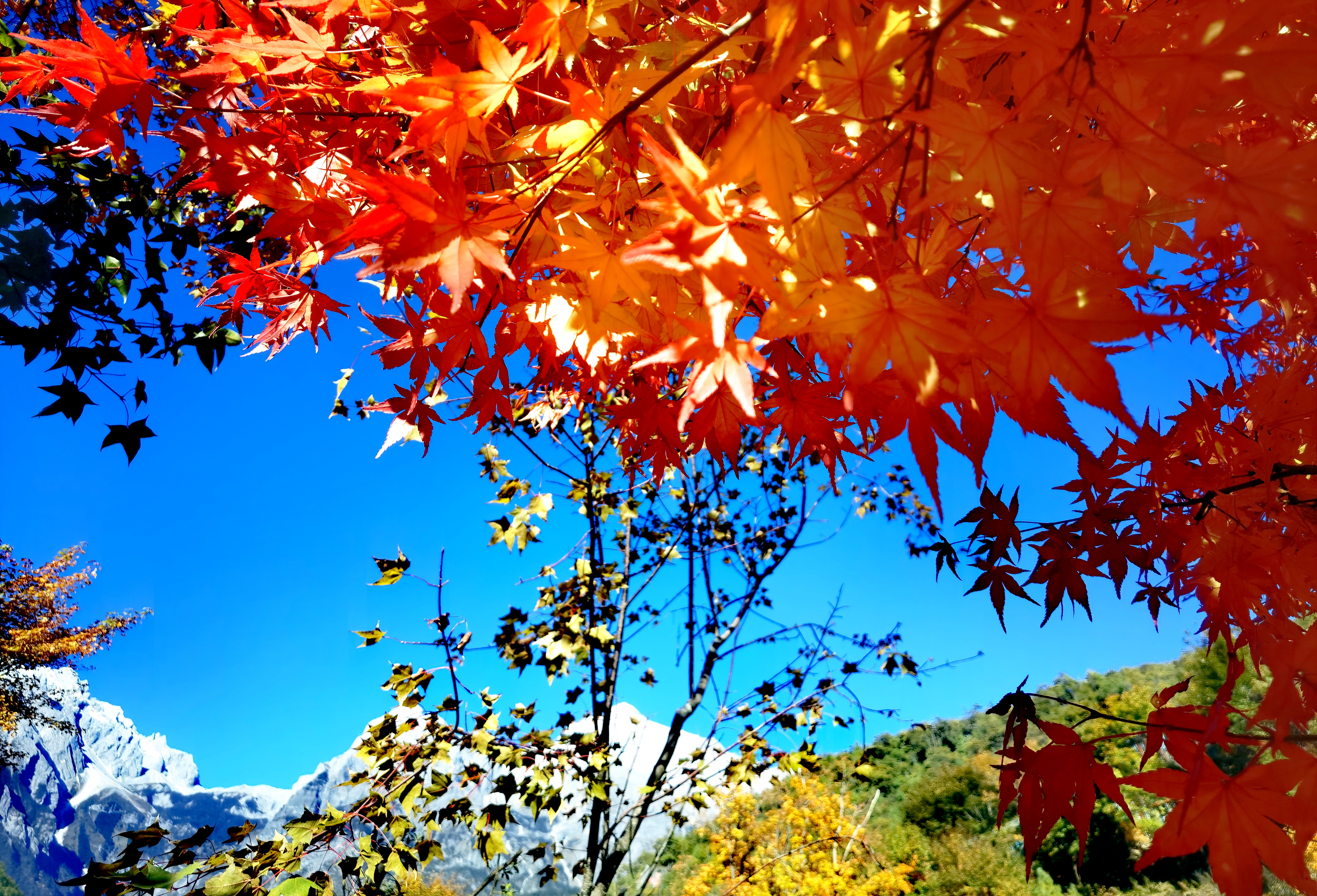 丽江玉龙雪山（图片由@赵子荣 提供）