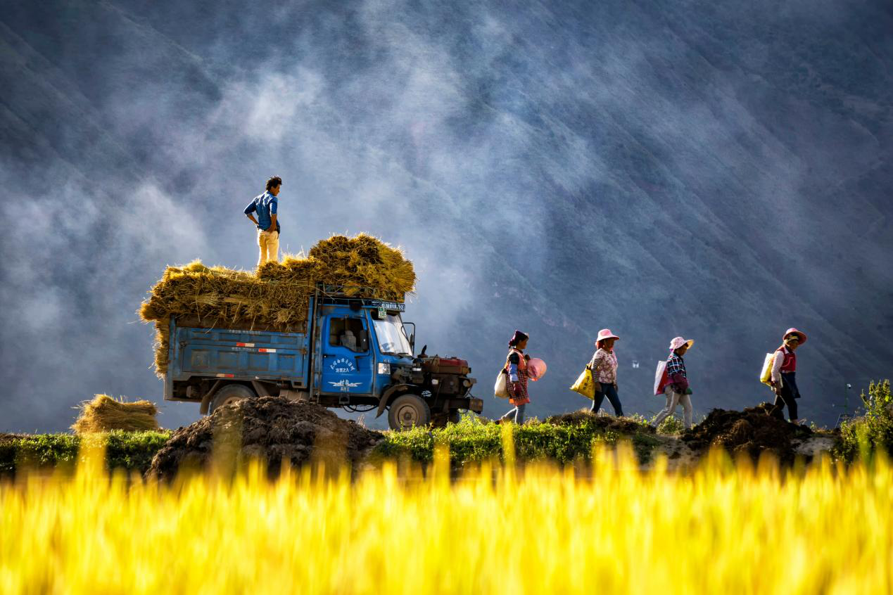 洱源丰收 怀禹 摄(11960590)-20211104195138.png