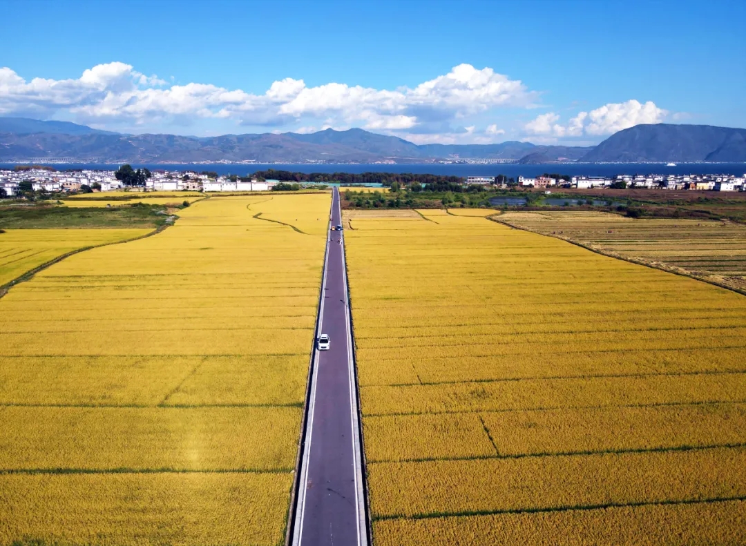 大理喜洲金黄的稻田 黄兴能 摄(11960589)-20211104195116.jpg