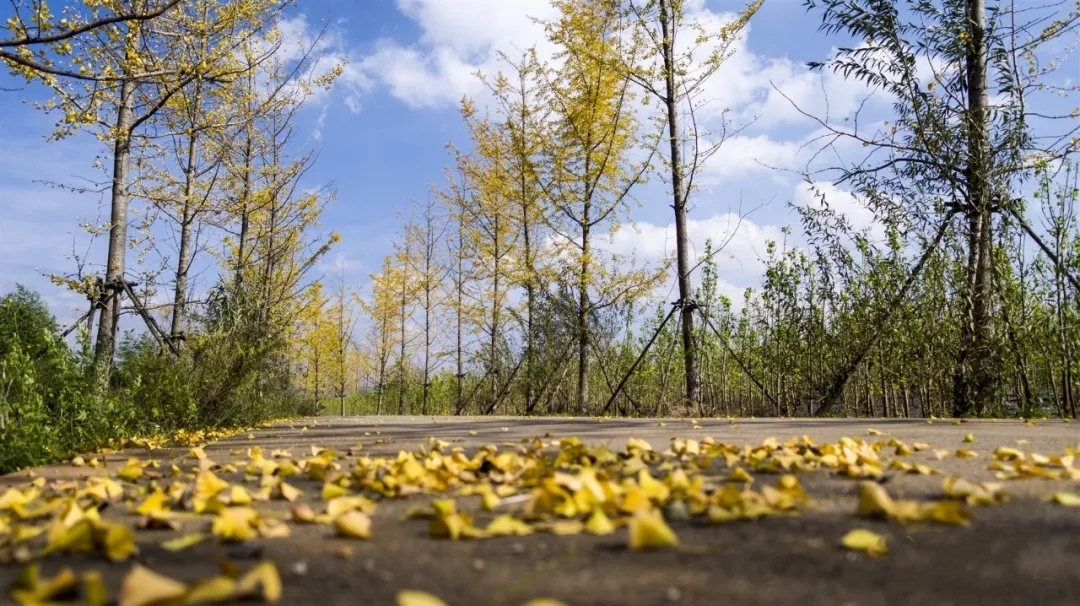 曲靖 银杏（开屏新闻记者 蒋琼波 通讯员 张秋燕 摄）