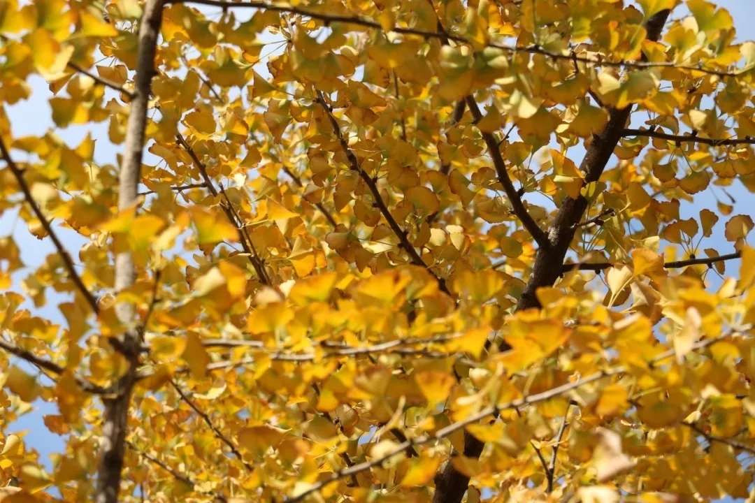 曲靖 银杏（开屏新闻记者 蒋琼波 通讯员 张秋燕 摄）