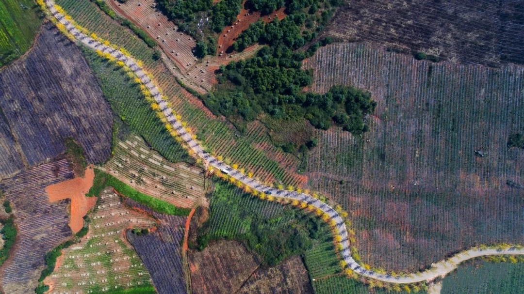 曲靖 银杏（开屏新闻记者 蒋琼波 通讯员 张秋燕 摄）