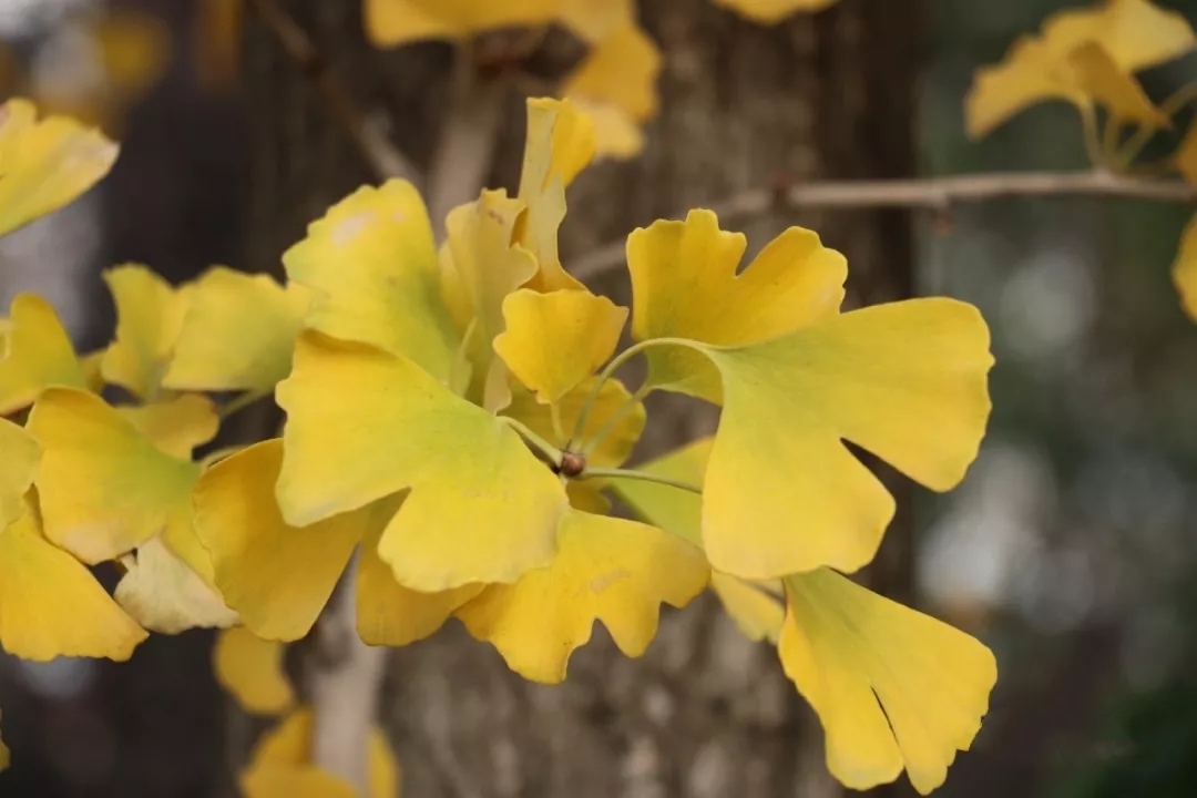 曲靖 银杏（开屏新闻记者 蒋琼波 通讯员 张秋燕 摄）