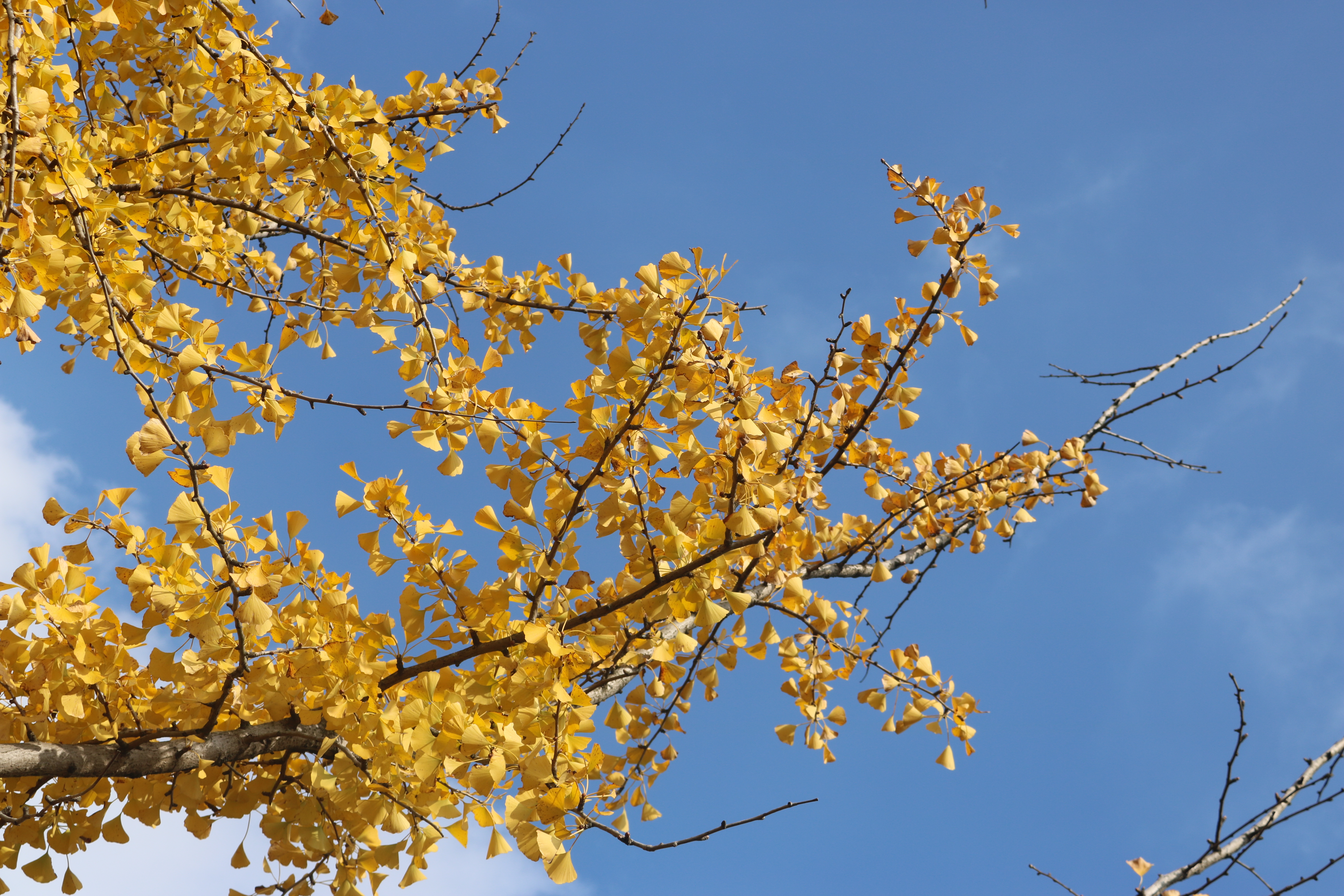 曲靖 银杏（开屏新闻记者 蒋琼波 通讯员 张秋燕 摄）