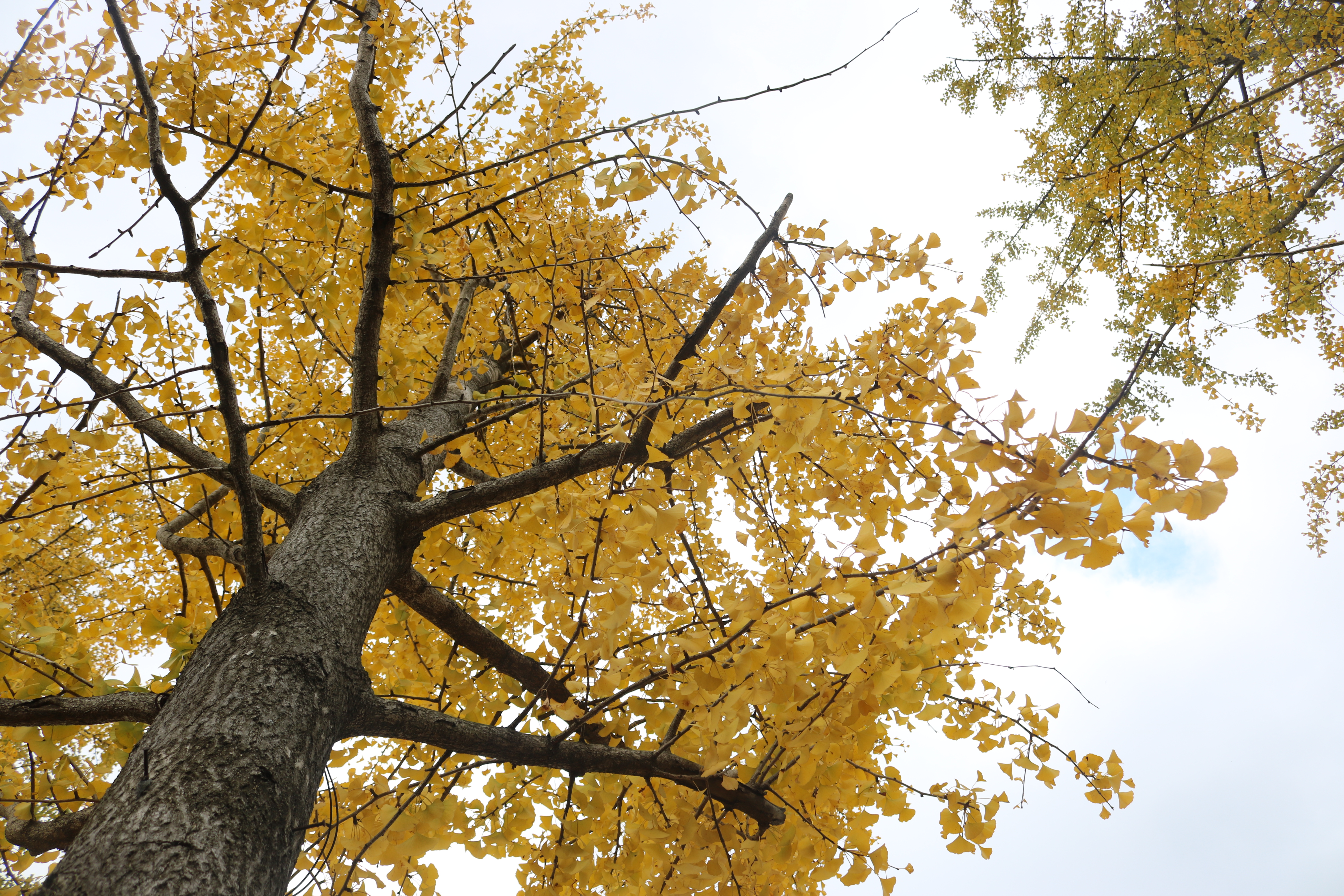 曲靖 银杏（开屏新闻记者 蒋琼波 通讯员 张秋燕 摄）