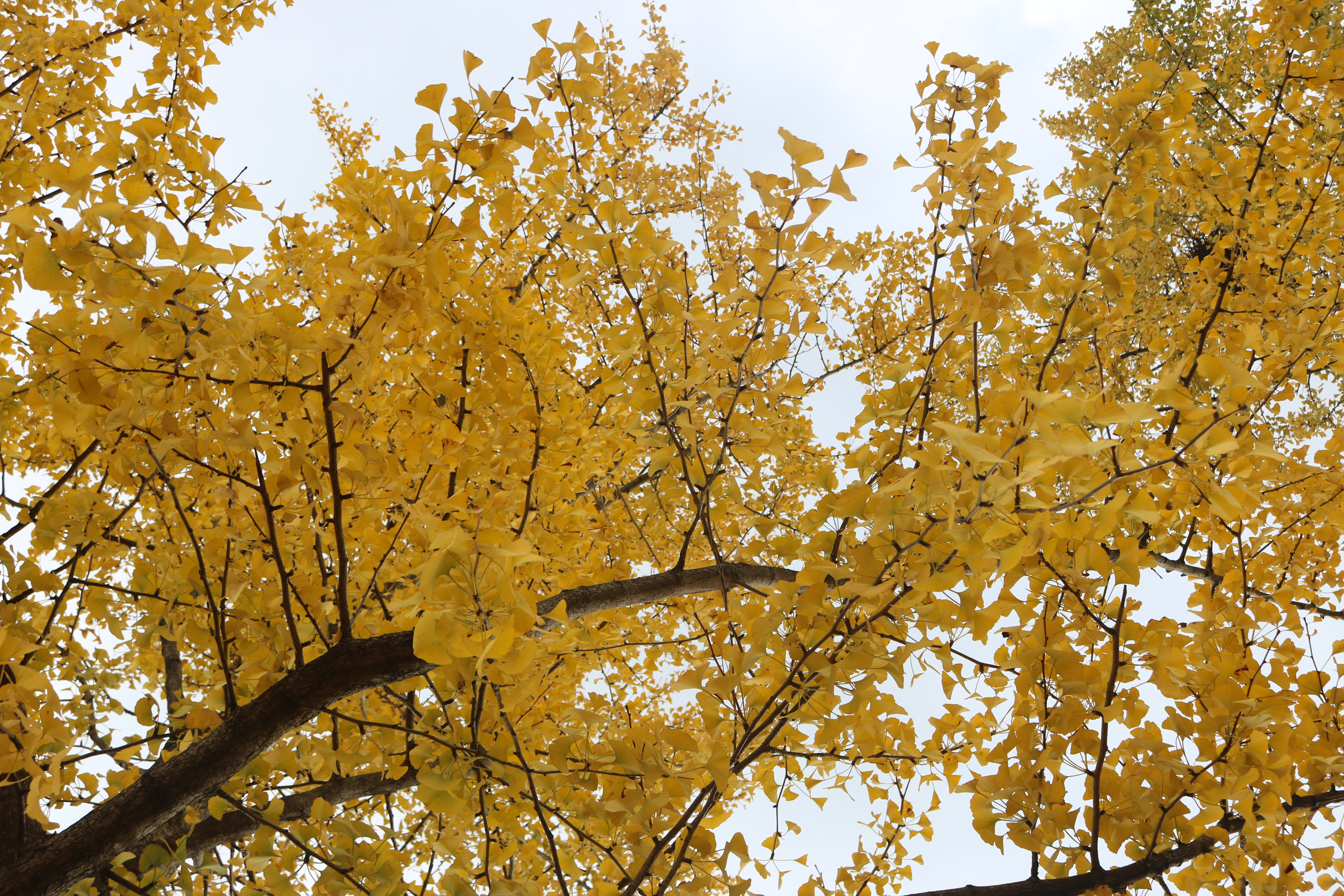 曲靖 银杏（开屏新闻记者 蒋琼波 通讯员 张秋燕 摄）