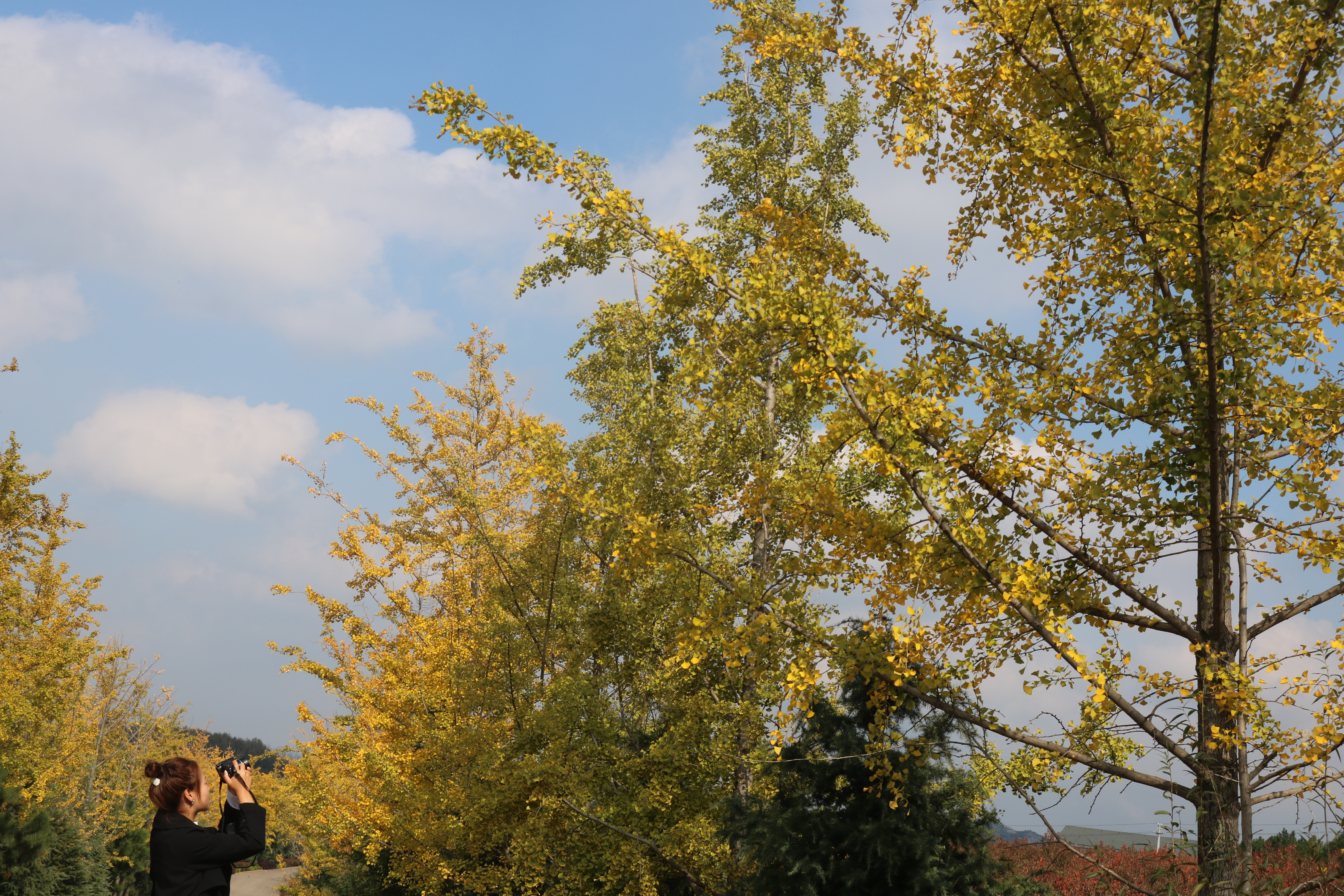 曲靖 银杏（开屏新闻记者 蒋琼波 通讯员 张秋燕 摄）