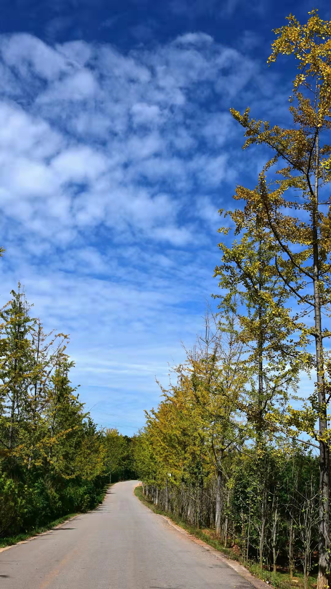 曲靖 银杏（开屏新闻记者 蒋琼波 通讯员 张秋燕 摄）