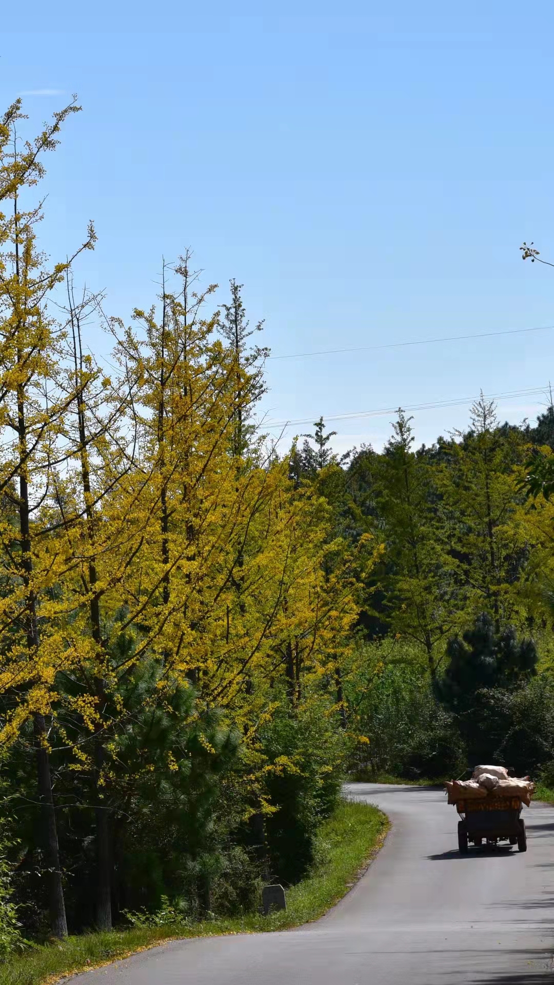 曲靖 银杏（开屏新闻记者 蒋琼波 通讯员 张秋燕 摄）