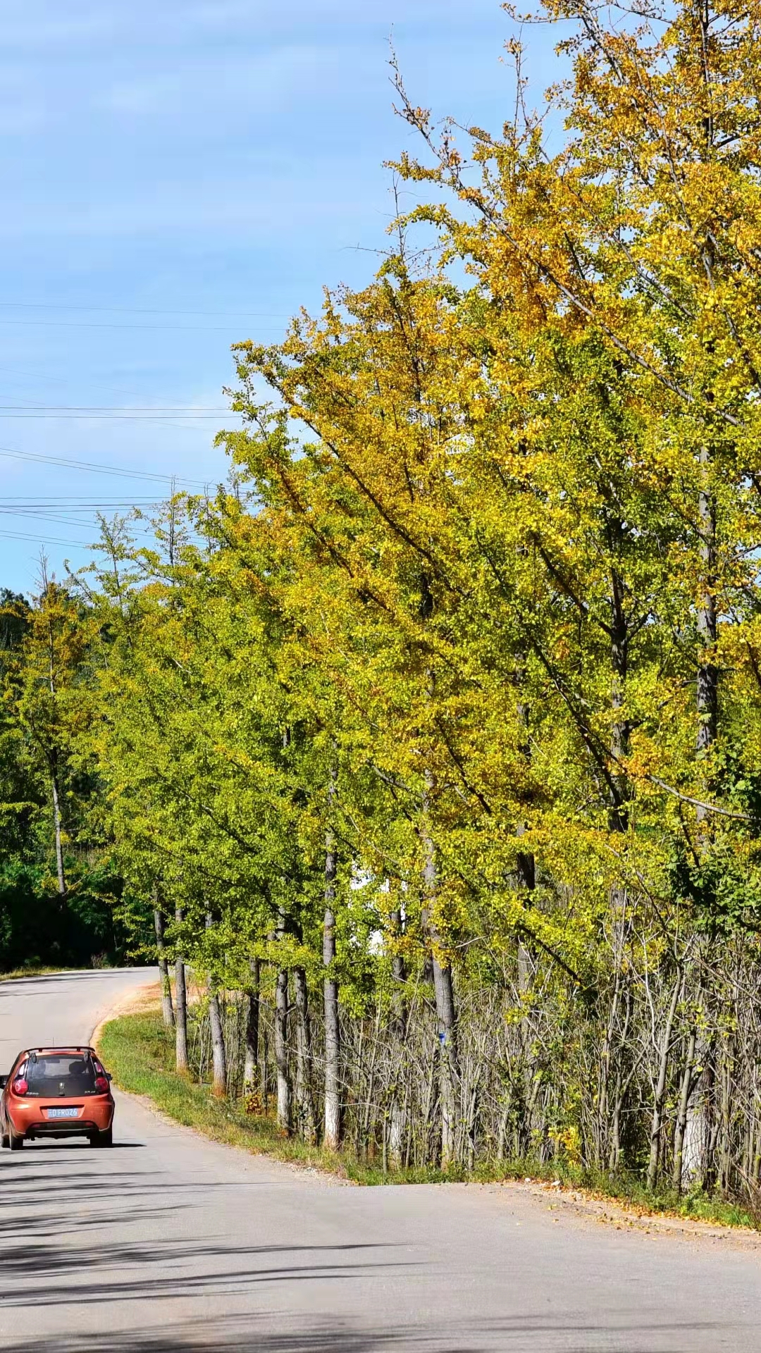 曲靖 银杏（开屏新闻记者 蒋琼波 通讯员 张秋燕 摄）