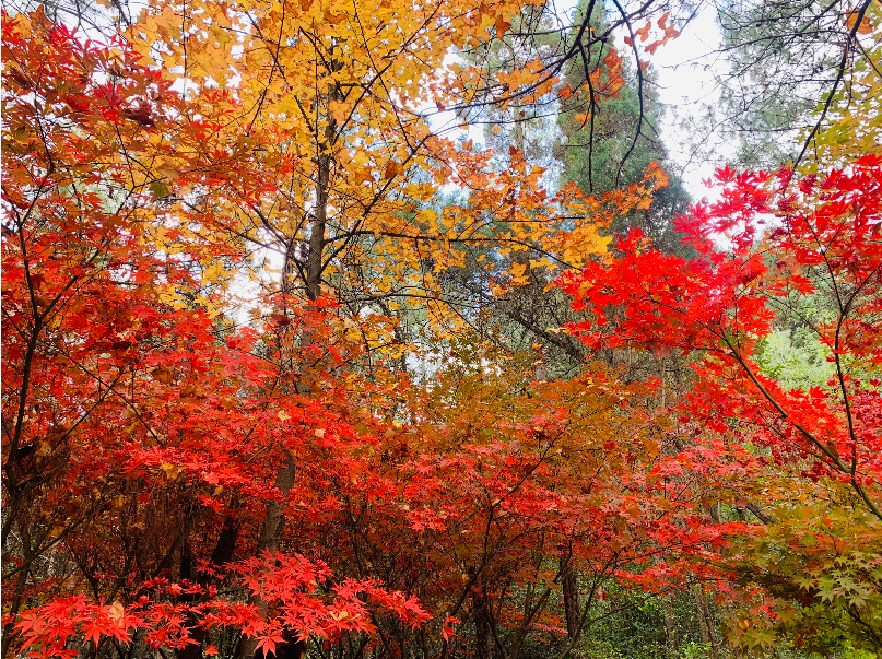 郊野公园枫叶 供图