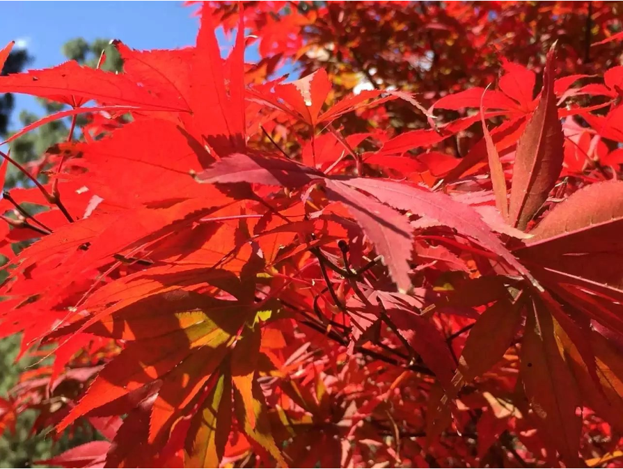 郊野公园枫叶 供图