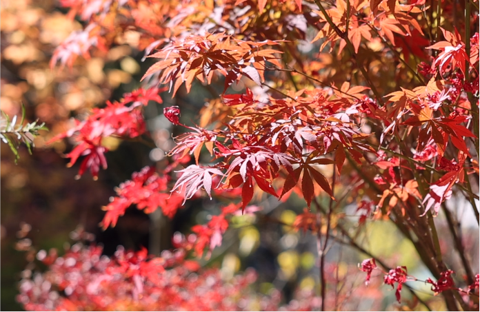 昆明黑龙潭公园枫叶  春城晚报-开屏新闻记者 周柯妤 摄