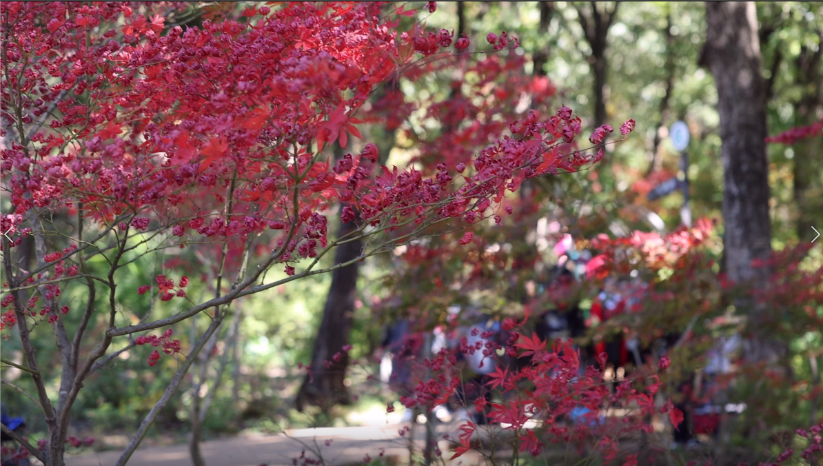 昆明黑龙潭公园枫叶  春城晚报-开屏新闻记者 周柯妤 摄