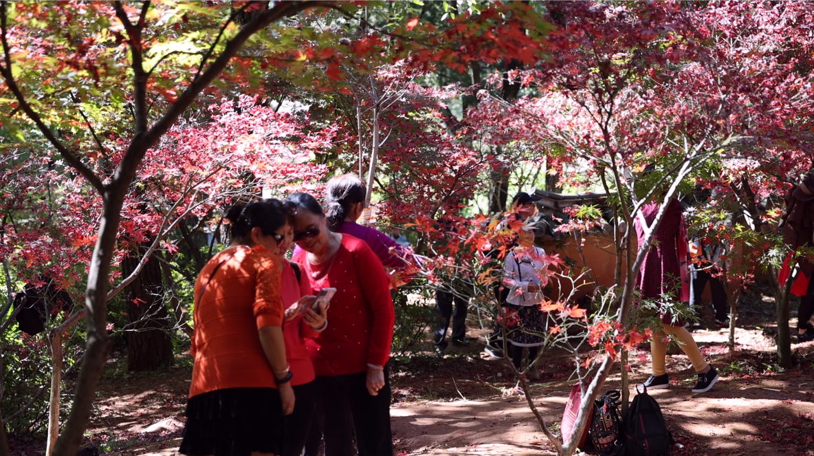 昆明黑龙潭公园枫叶  春城晚报-开屏新闻记者 周柯妤 摄