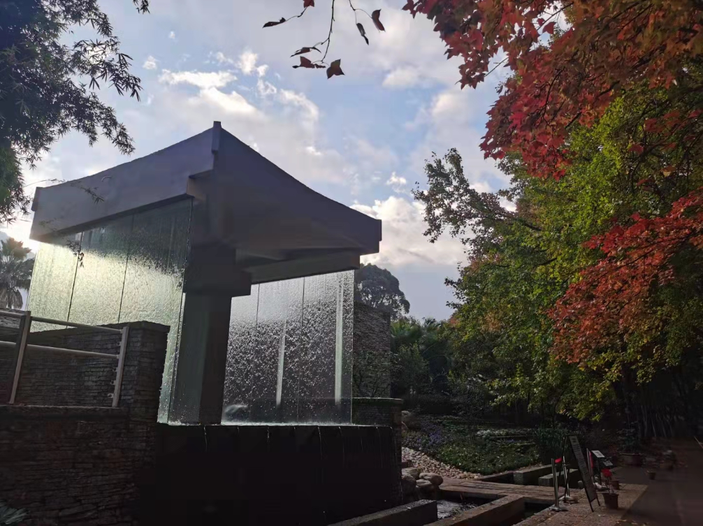 昆明植物园枫叶  供图