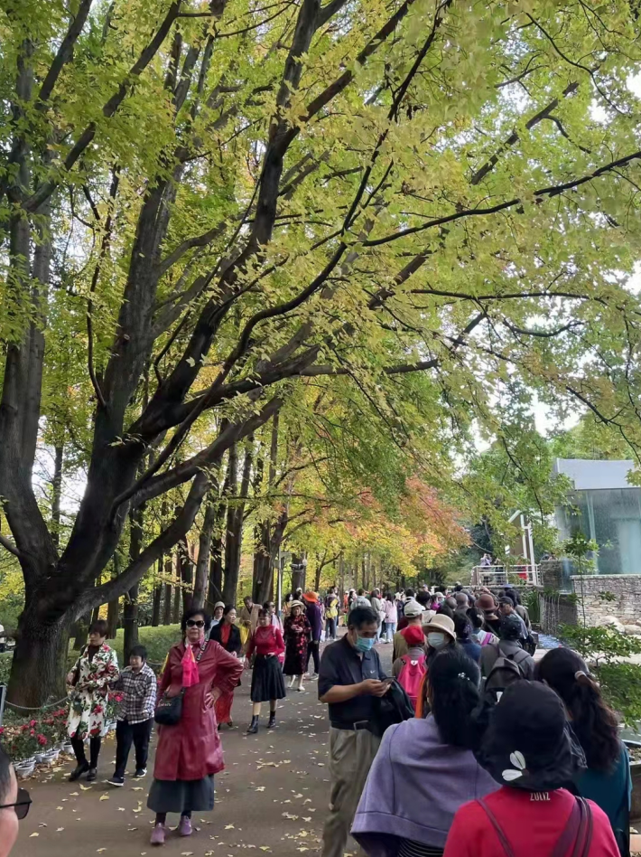 昆明植物园枫叶  供图