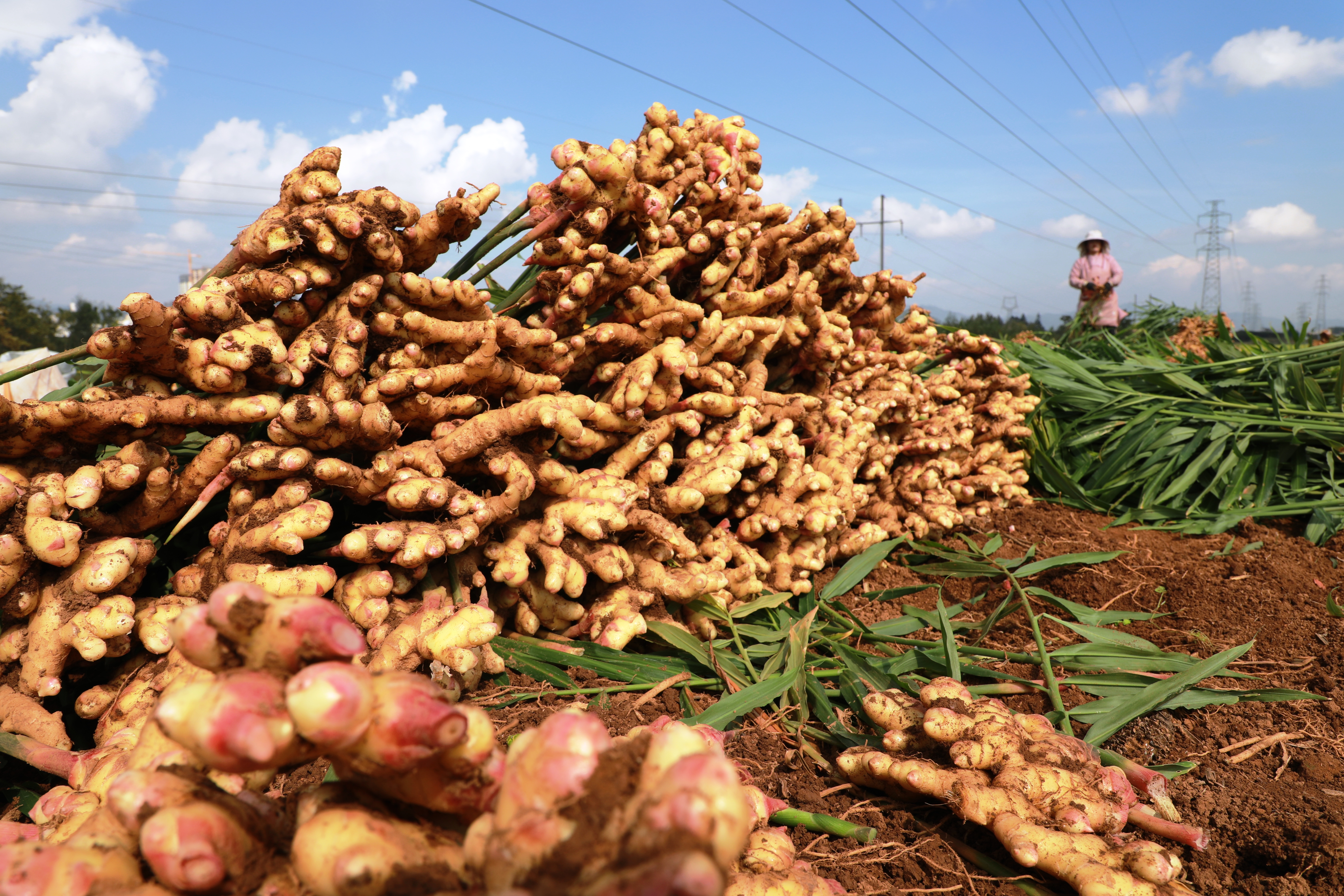 云南罗平23万亩小黄姜迎来丰收（开屏新闻记者 蒋琼波 通讯员 郗莉萍 刘景威 摄）