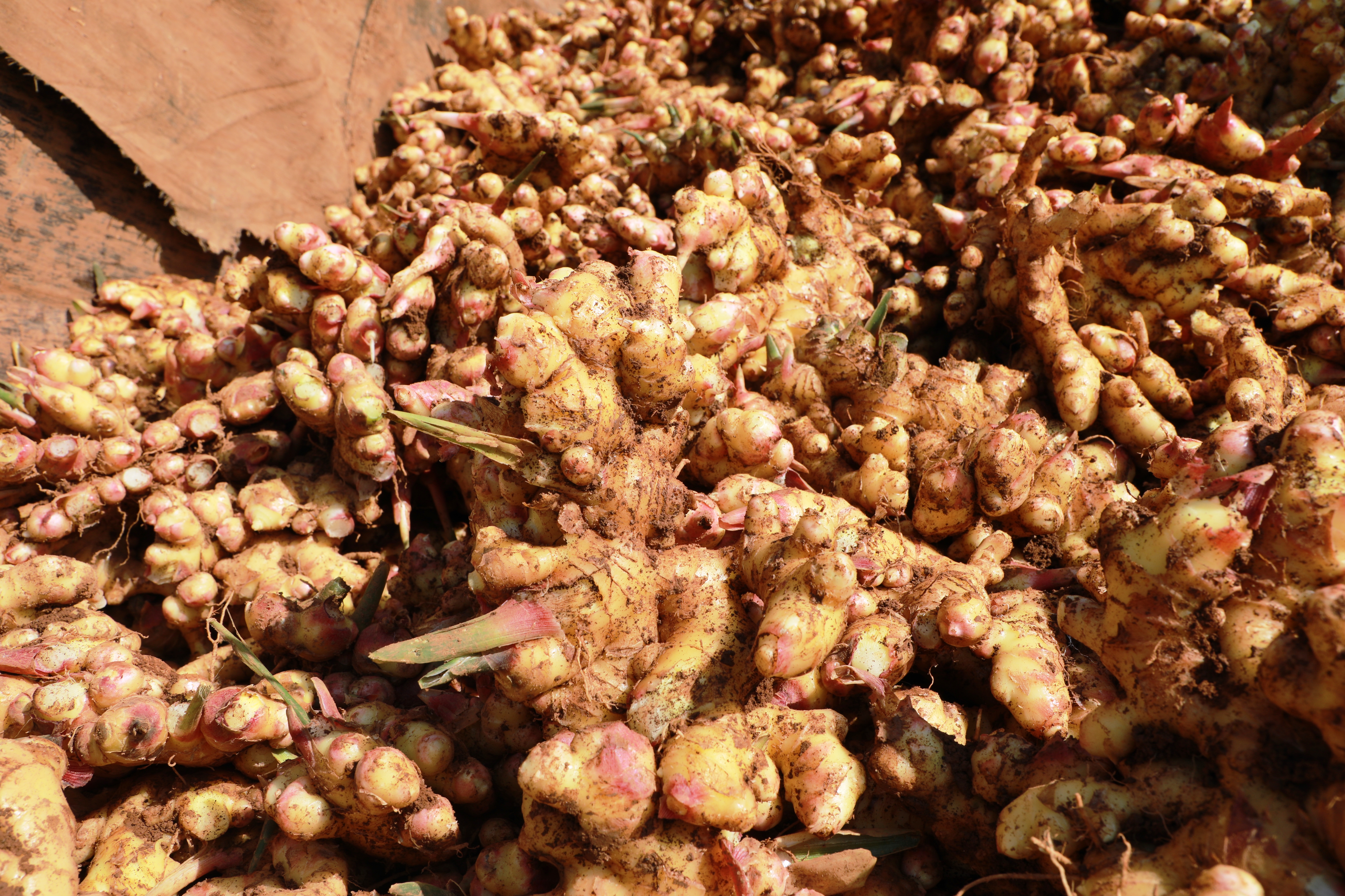 云南罗平23万亩小黄姜迎来丰收（开屏新闻记者 蒋琼波 通讯员 郗莉萍 刘景威 摄）