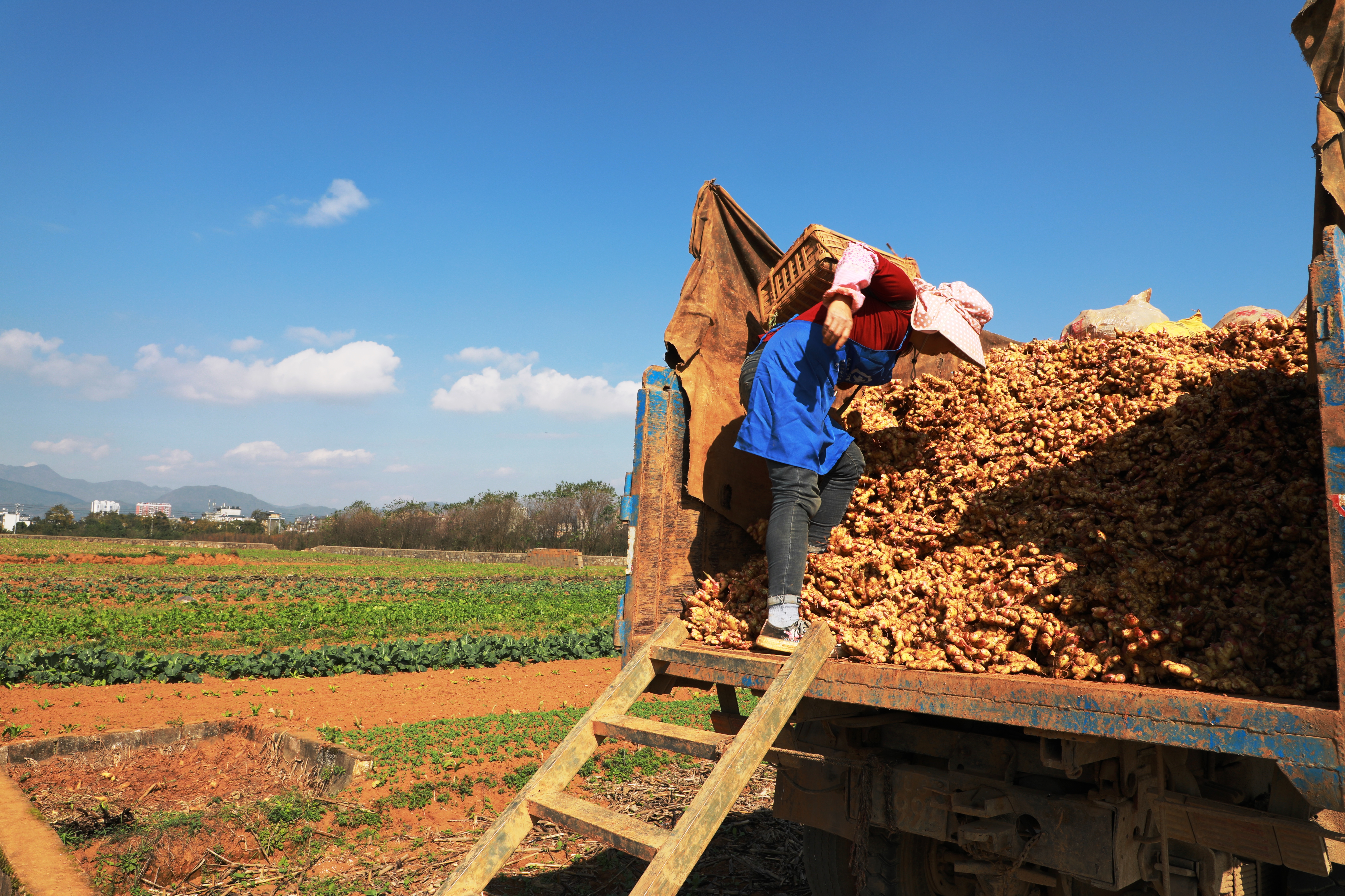 云南罗平23万亩小黄姜迎来丰收（开屏新闻记者 蒋琼波 通讯员 郗莉萍 刘景威 摄）