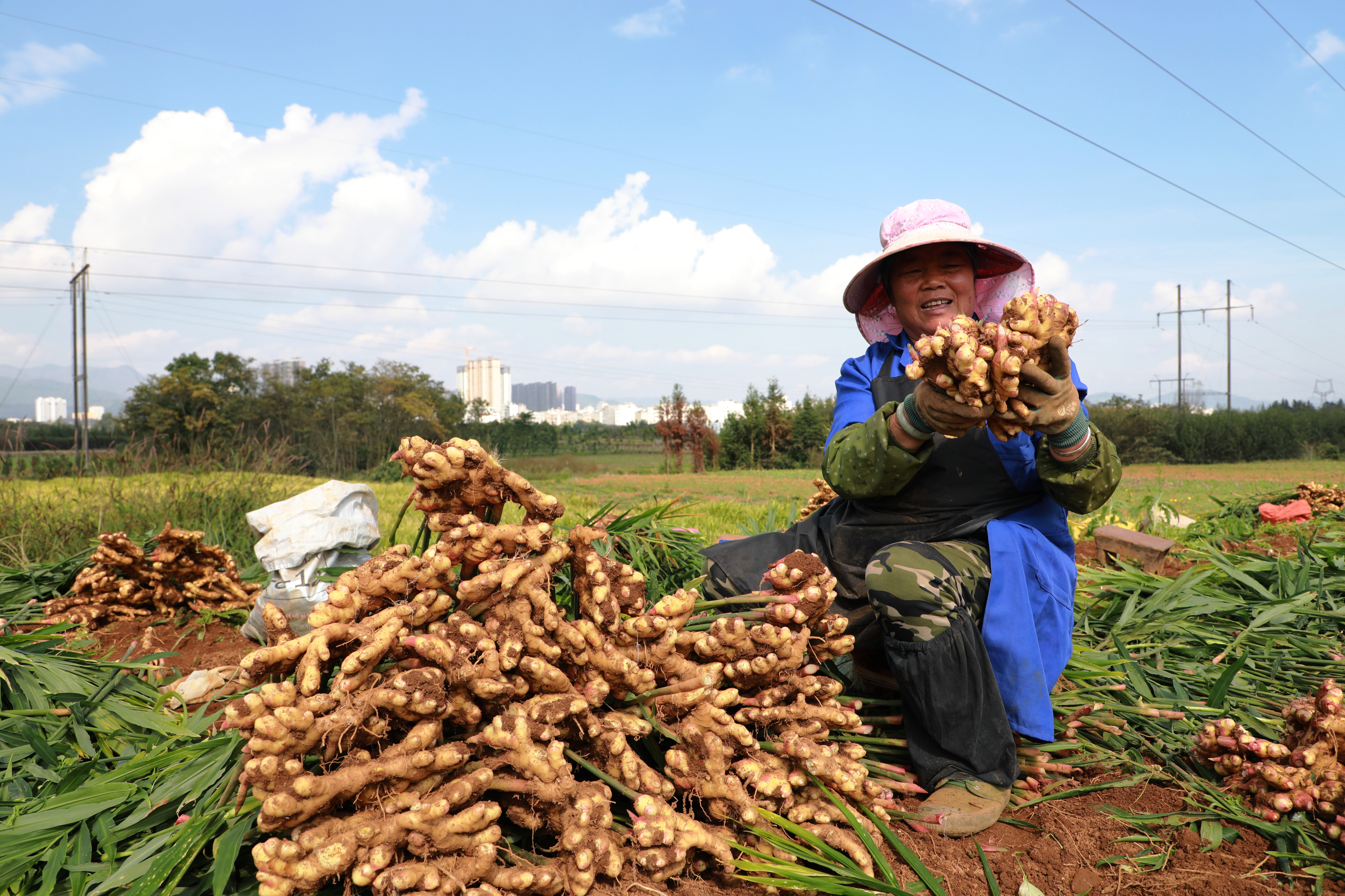 云南罗平23万亩小黄姜迎来丰收（开屏新闻记者 蒋琼波 通讯员 郗莉萍 刘景威 摄）