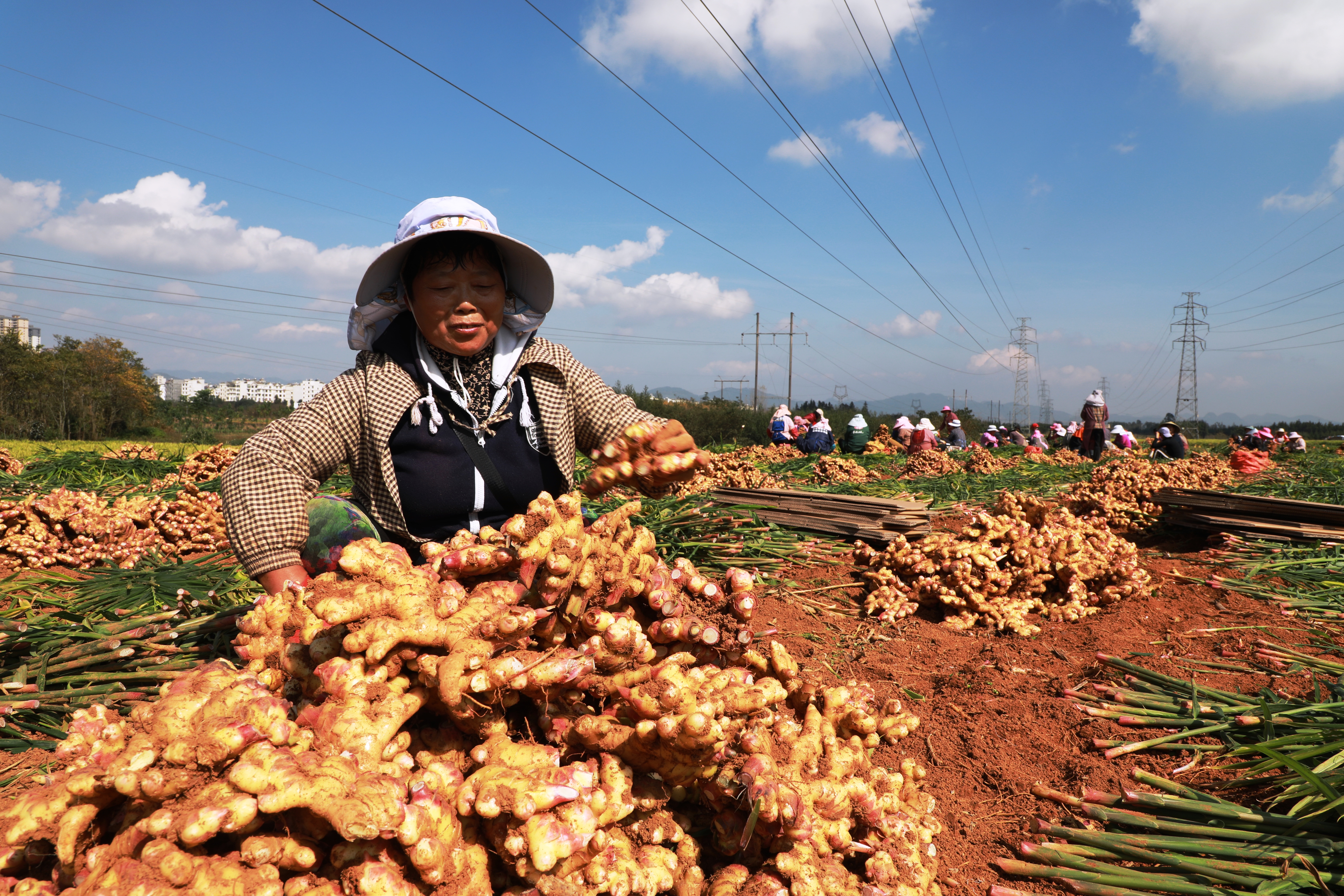 云南罗平23万亩小黄姜迎来丰收（开屏新闻记者 蒋琼波 通讯员 郗莉萍 刘景威 摄）