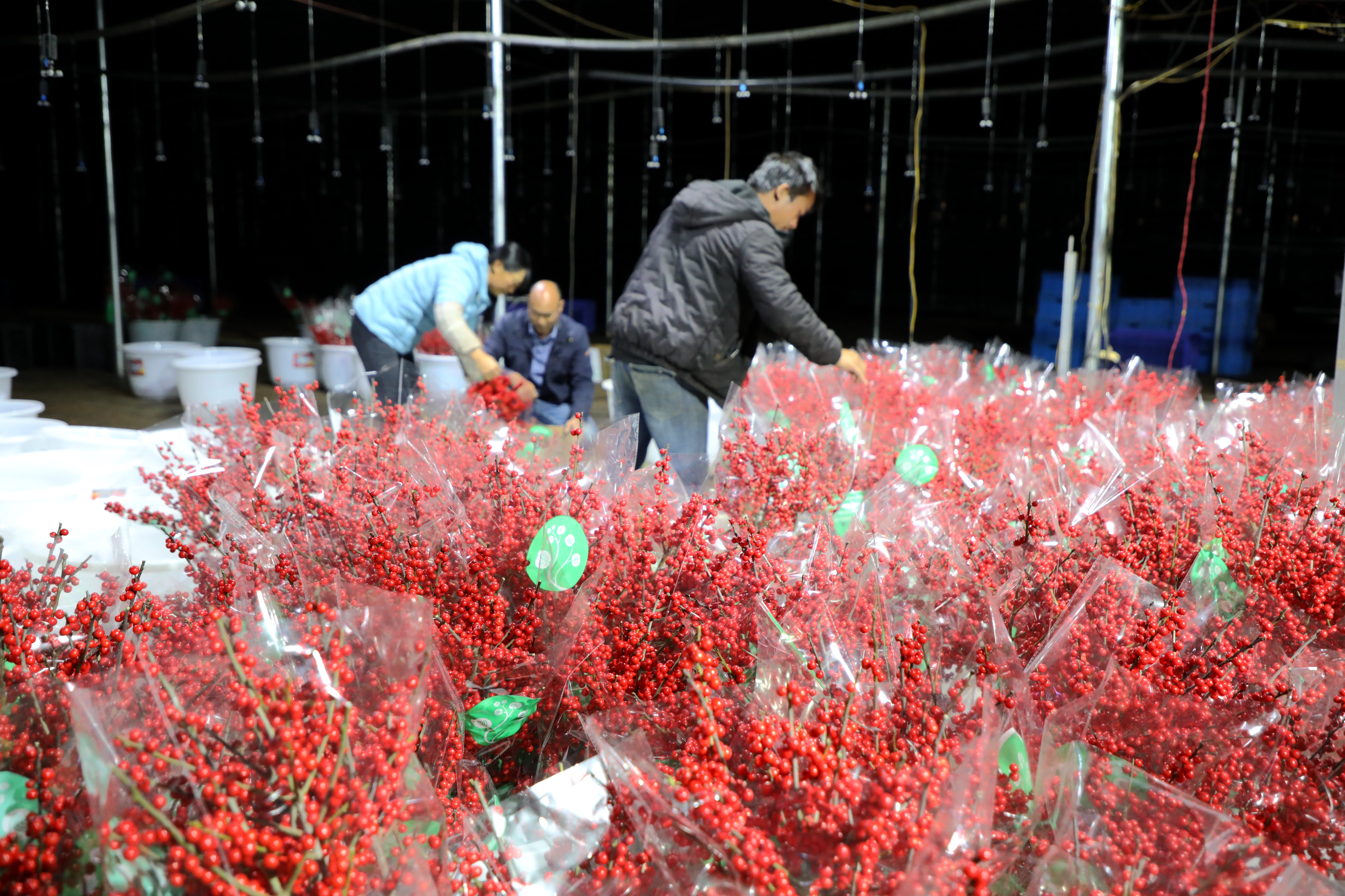 云南会泽五星乡500亩北美冬青格外“红”  蒋琼波 通讯员 代玉春 李勇达 高志苹 摄