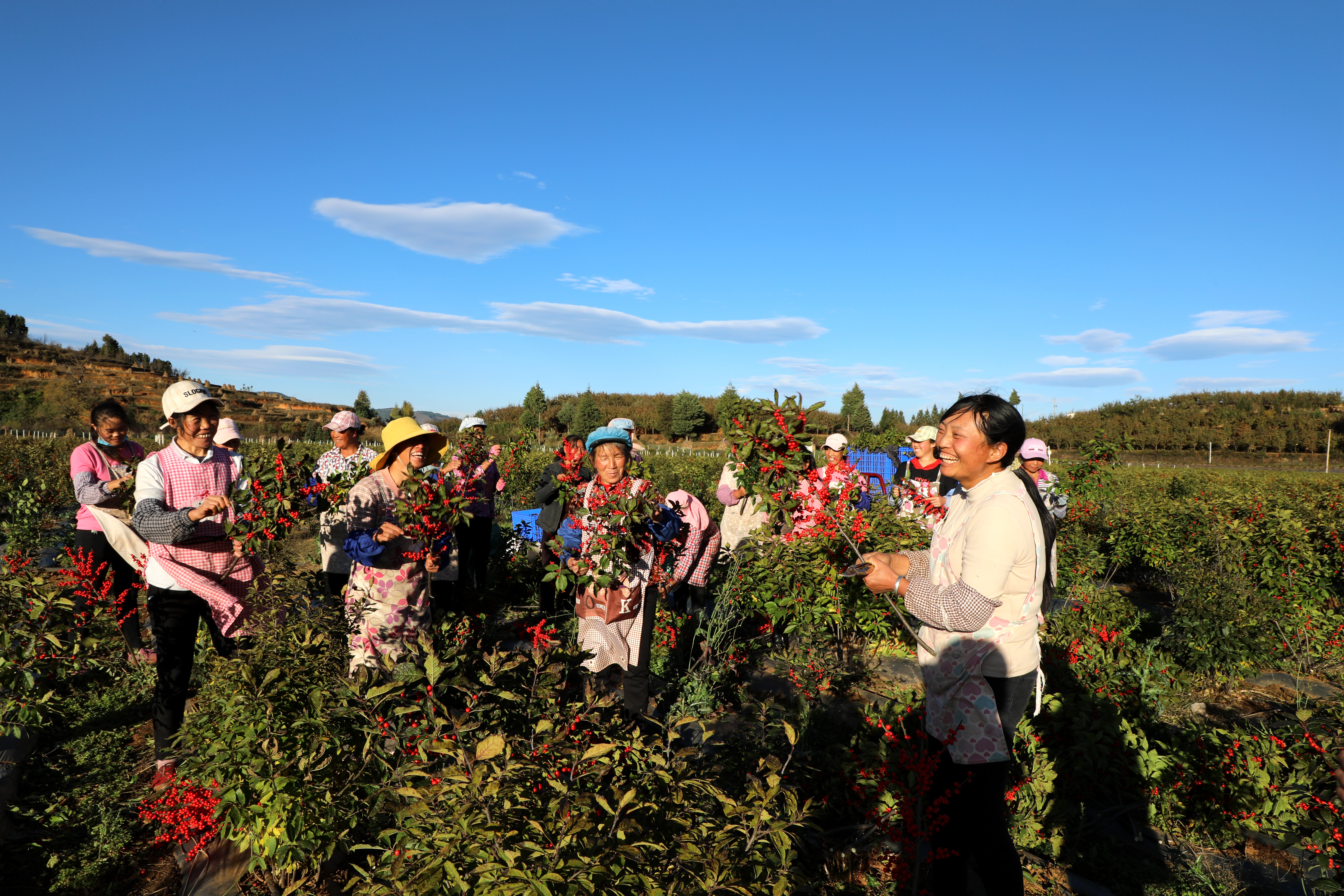 云南会泽五星乡500亩北美冬青格外“红”  蒋琼波 通讯员 代玉春 李勇达 高志苹 摄
