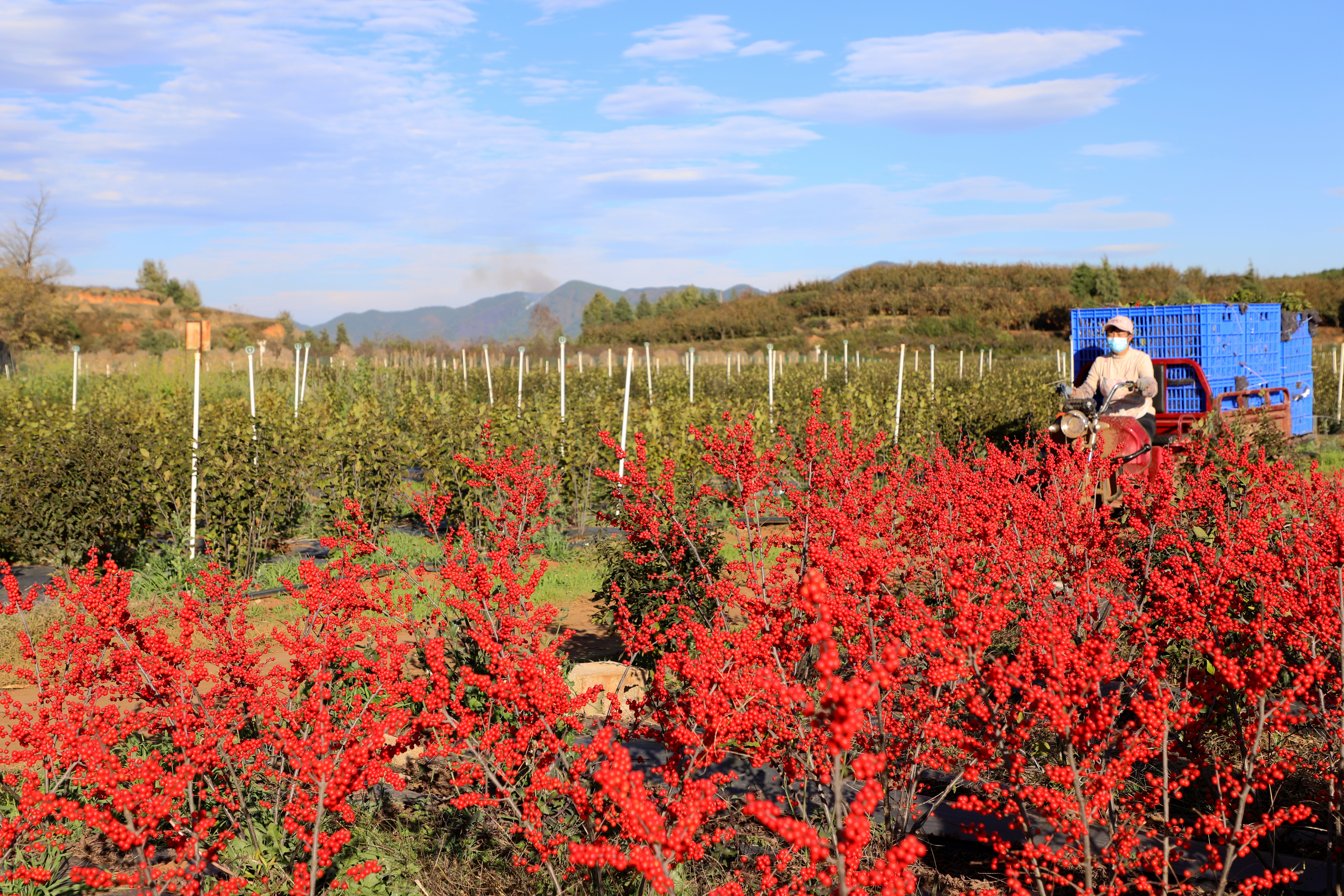 云南会泽五星乡500亩北美冬青格外“红”  蒋琼波 通讯员 代玉春 李勇达 高志苹 摄
