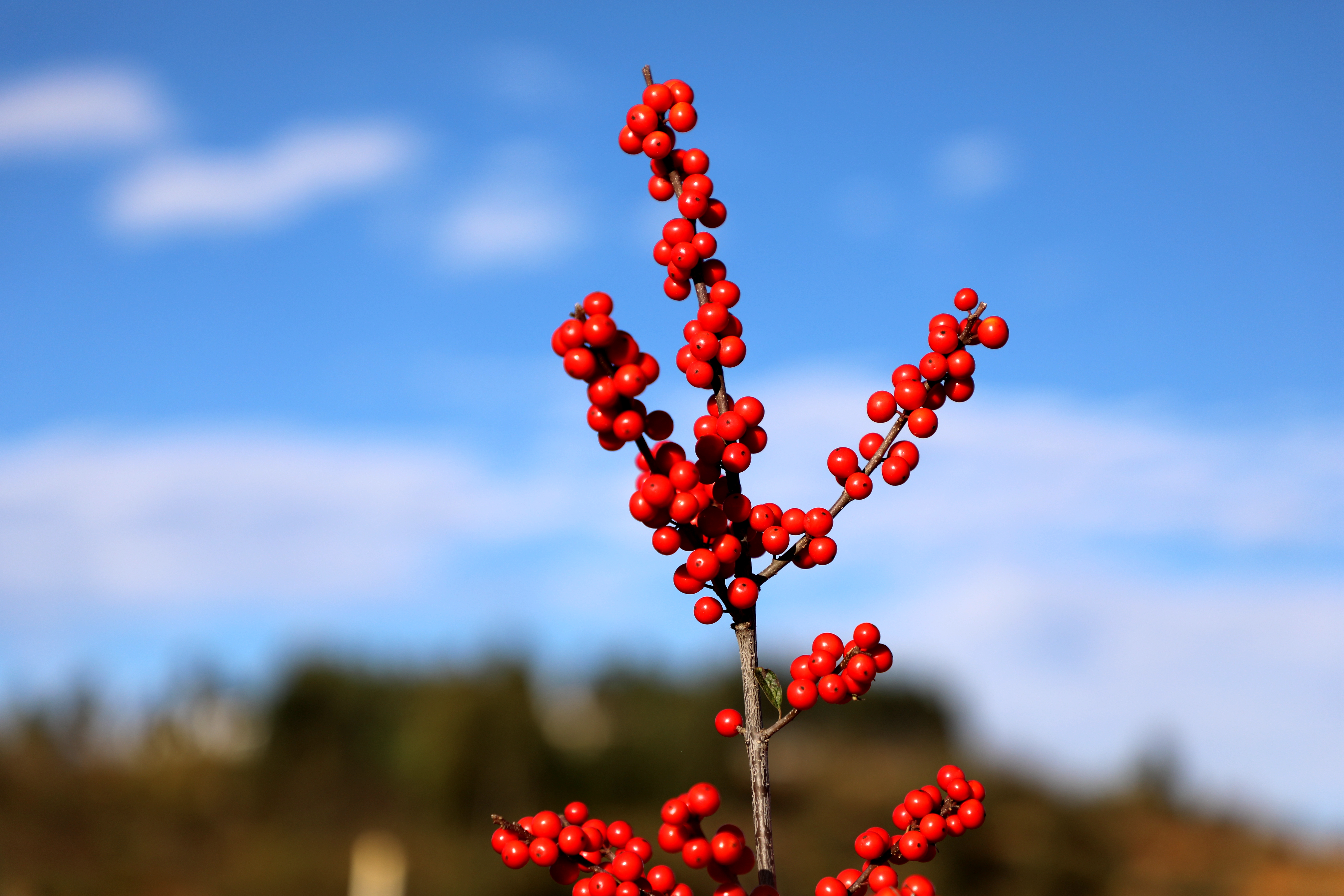 云南会泽五星乡500亩北美冬青格外“红”  蒋琼波 通讯员 代玉春 李勇达 高志苹 摄