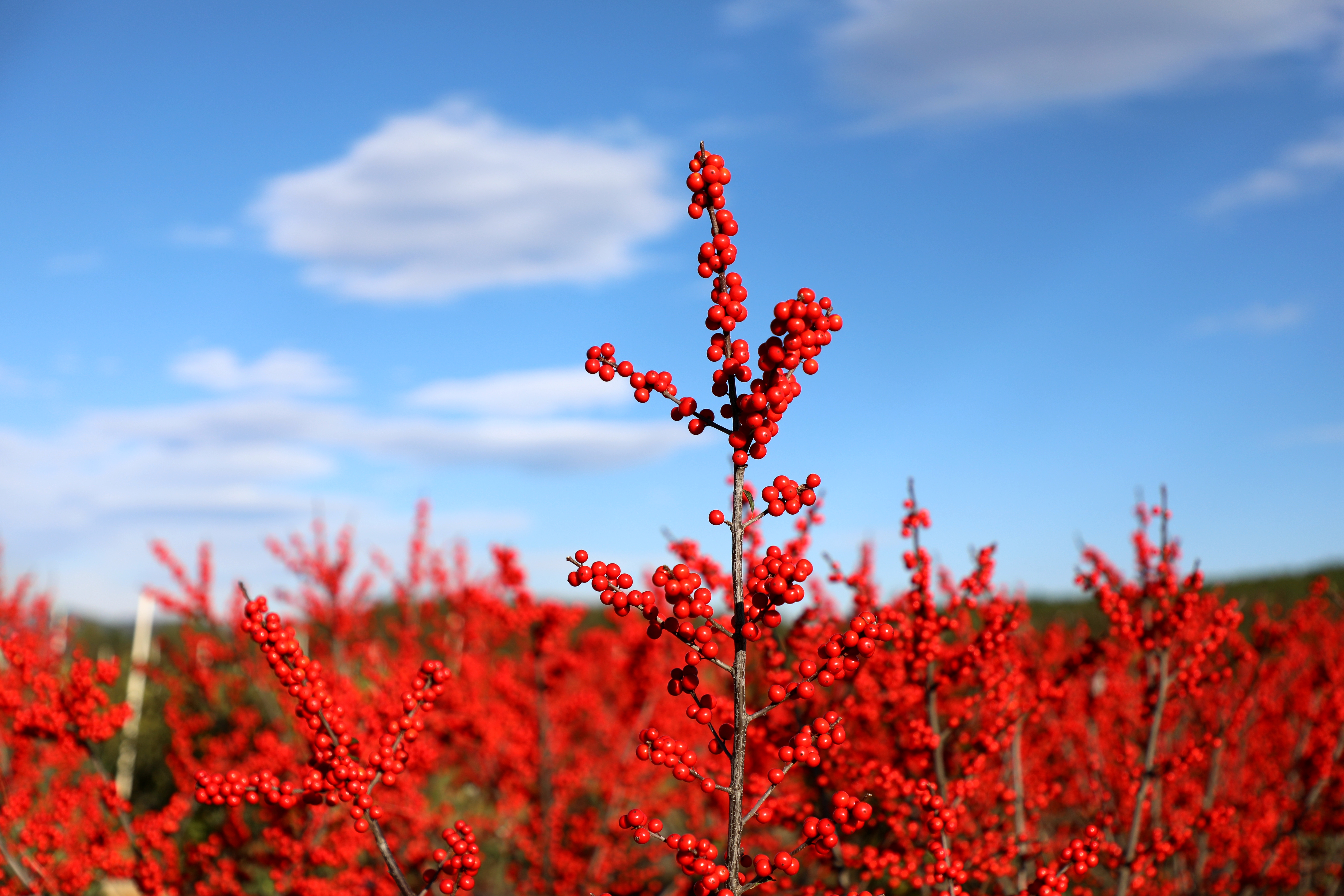云南会泽五星乡500亩北美冬青格外“红”  蒋琼波 通讯员 代玉春 李勇达 高志苹 摄