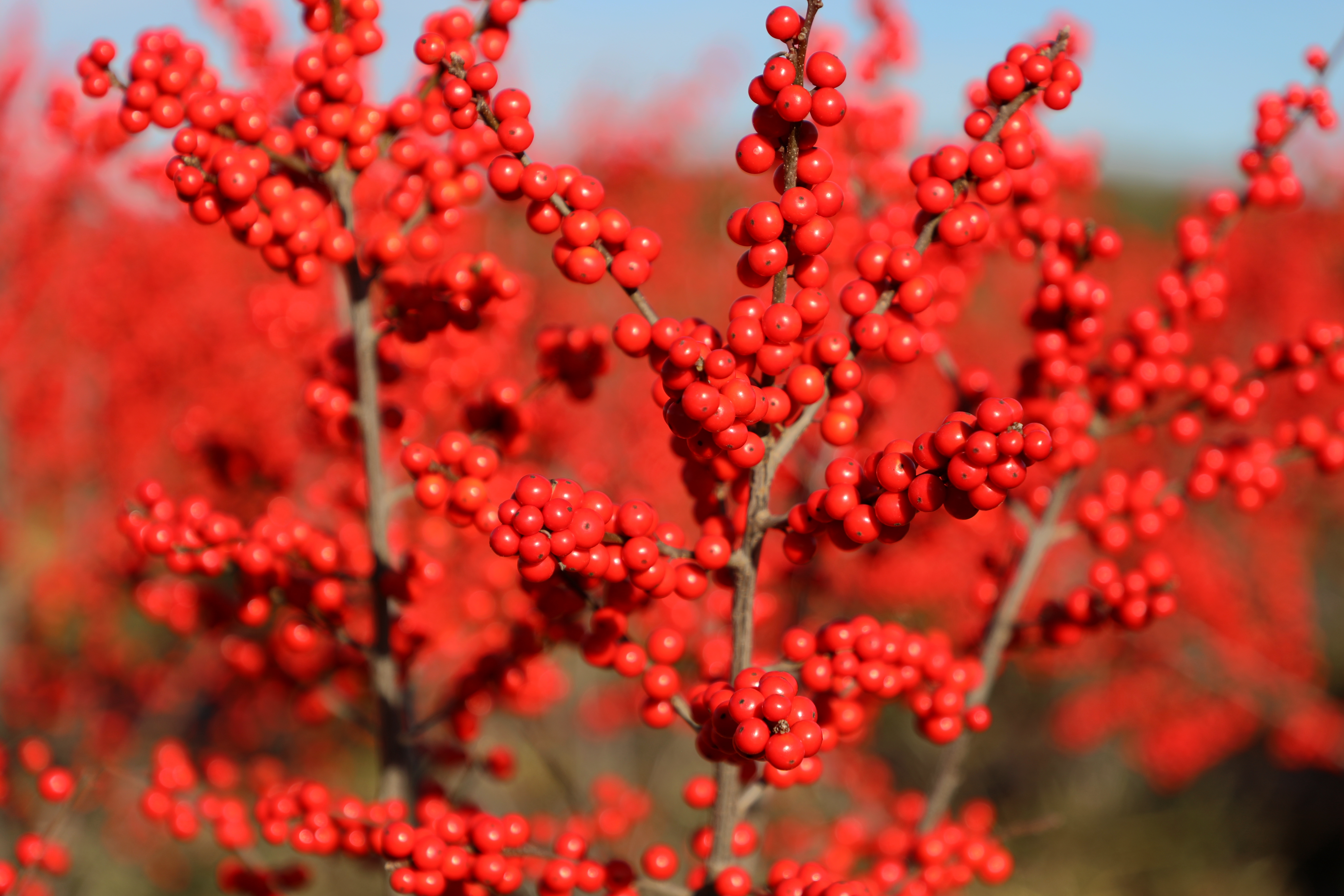 云南会泽五星乡500亩北美冬青格外“红”  蒋琼波 通讯员 代玉春 李勇达 高志苹 摄