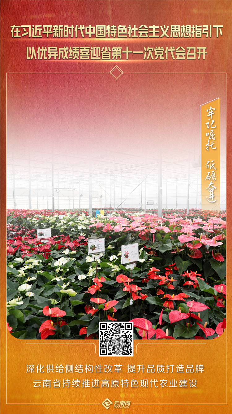 【牢记嘱托 砥砺奋进】深化供给侧结构性改革 提升品质打造品牌 云南省持续推进高原特色现代农业建设
