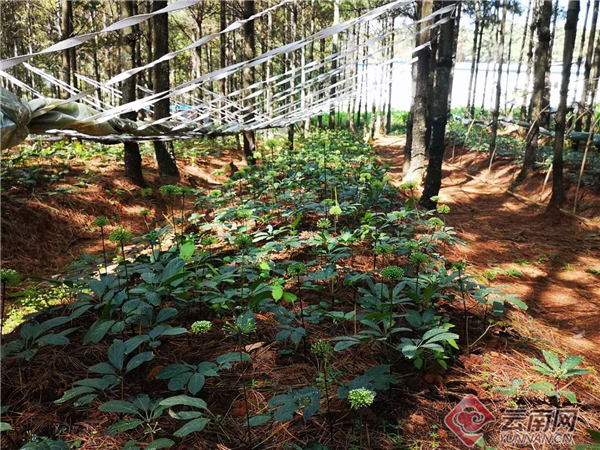 【牢记嘱托 砥砺奋进】深化供给侧结构性改革 提升品质打造品牌 云南省持续推进高原特色现代农业建设