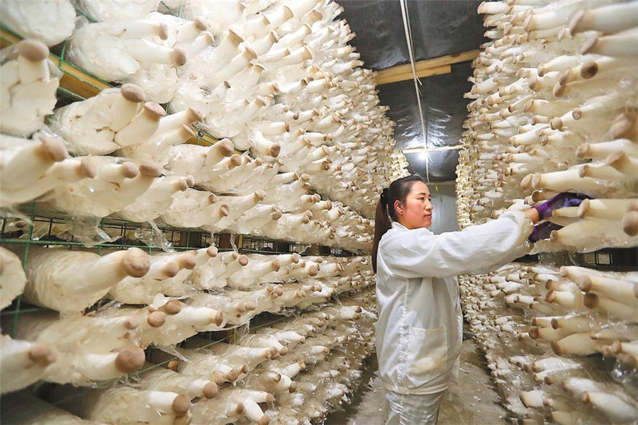 【牢记嘱托 砥砺奋进】深化供给侧结构性改革 提升品质打造品牌 云南省持续推进高原特色现代农业建设