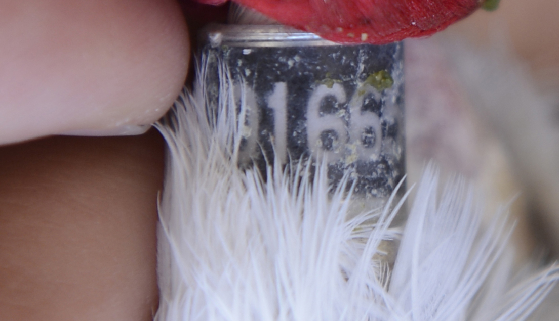 2015年11月5日。市民起床去买早饭在江岸小区捡到一只信鸽，此图为：信鸽脚上戴着脚环.