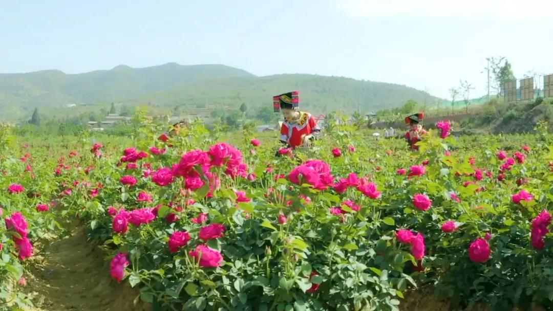 【建党百年·口述云南】这座城市，书写了县域经济发展的时代“答卷”！