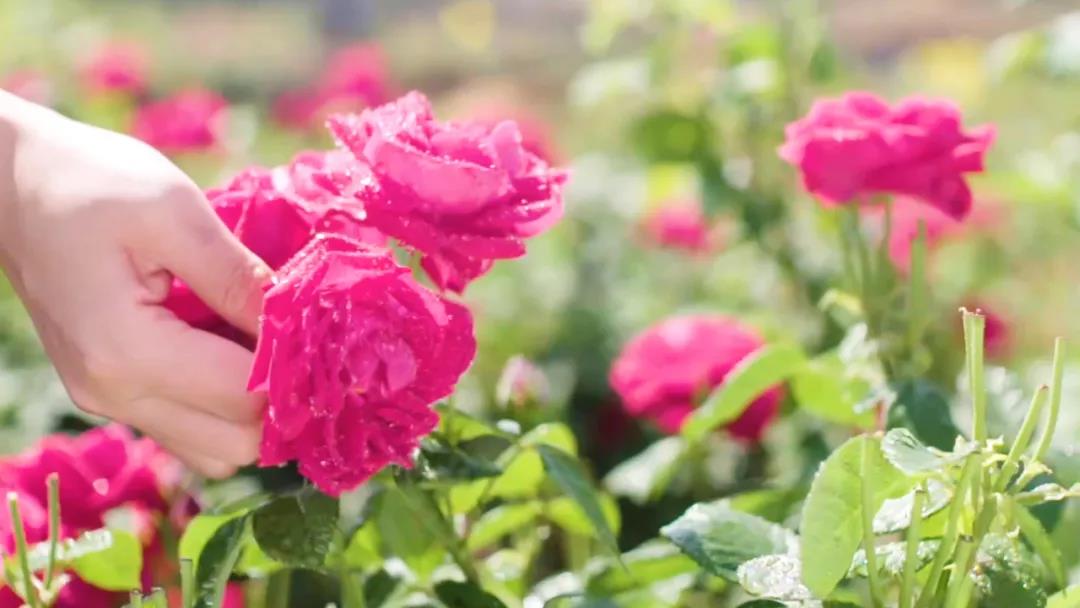 【建党百年·口述云南】这座城市，书写了县域经济发展的时代“答卷”！