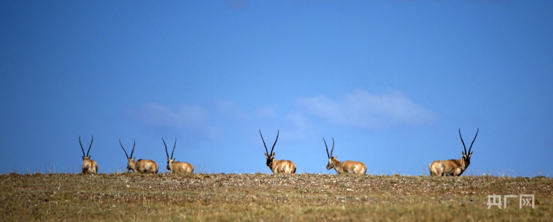 【开局十四五】青海:呵护中华水塔美丽底色 天空之境“绿能”澎湃