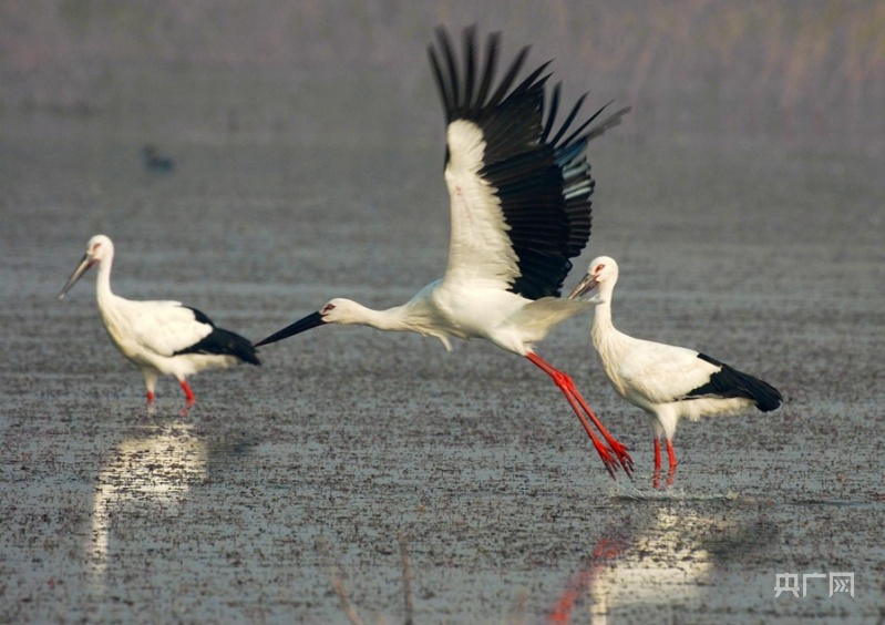 【开局十四五】山东：为鸟儿让路绘就黄河新画卷 “四新”经济赋能齐鲁“蝶变”
